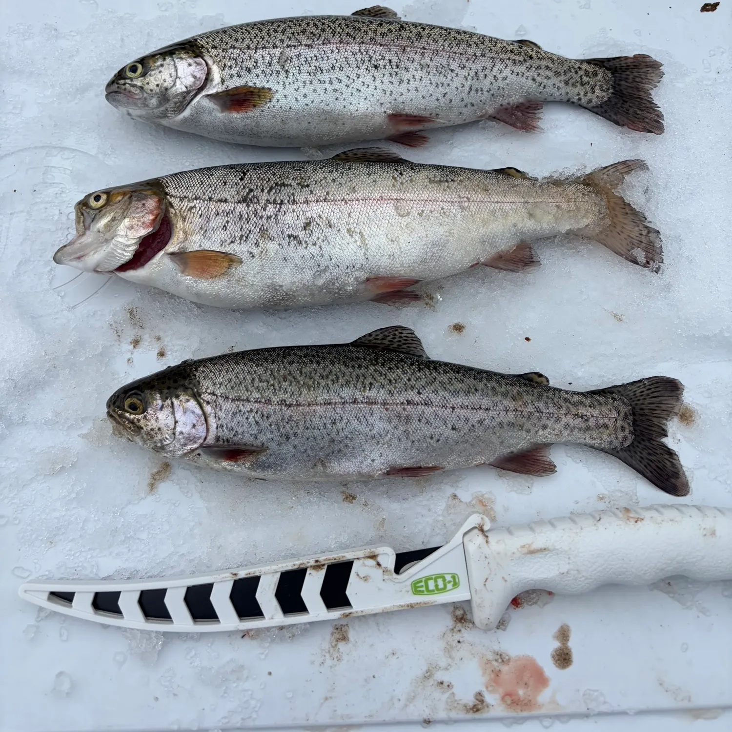 recently logged catches