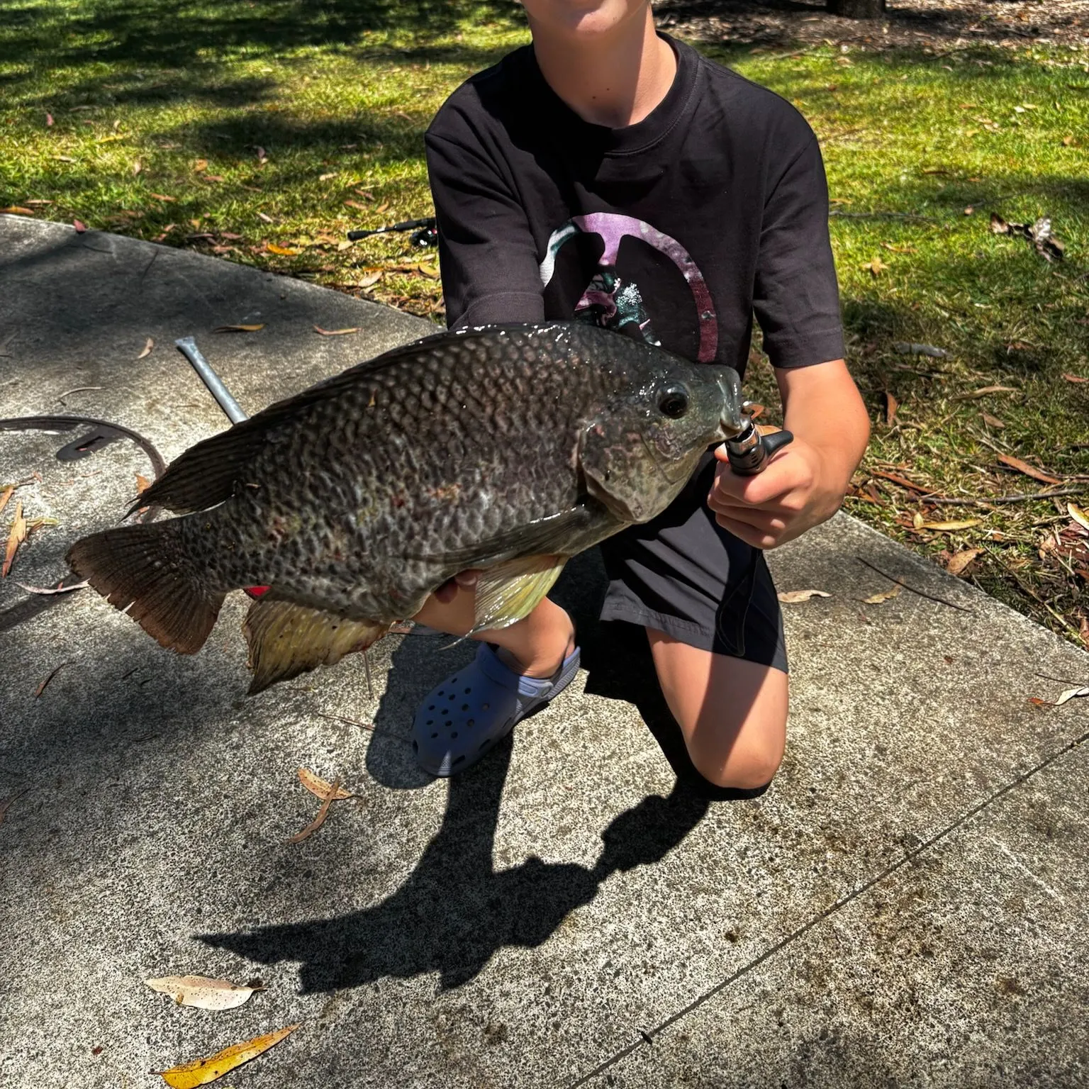 The most recent Mozambique tilapia catches on Fishbrain