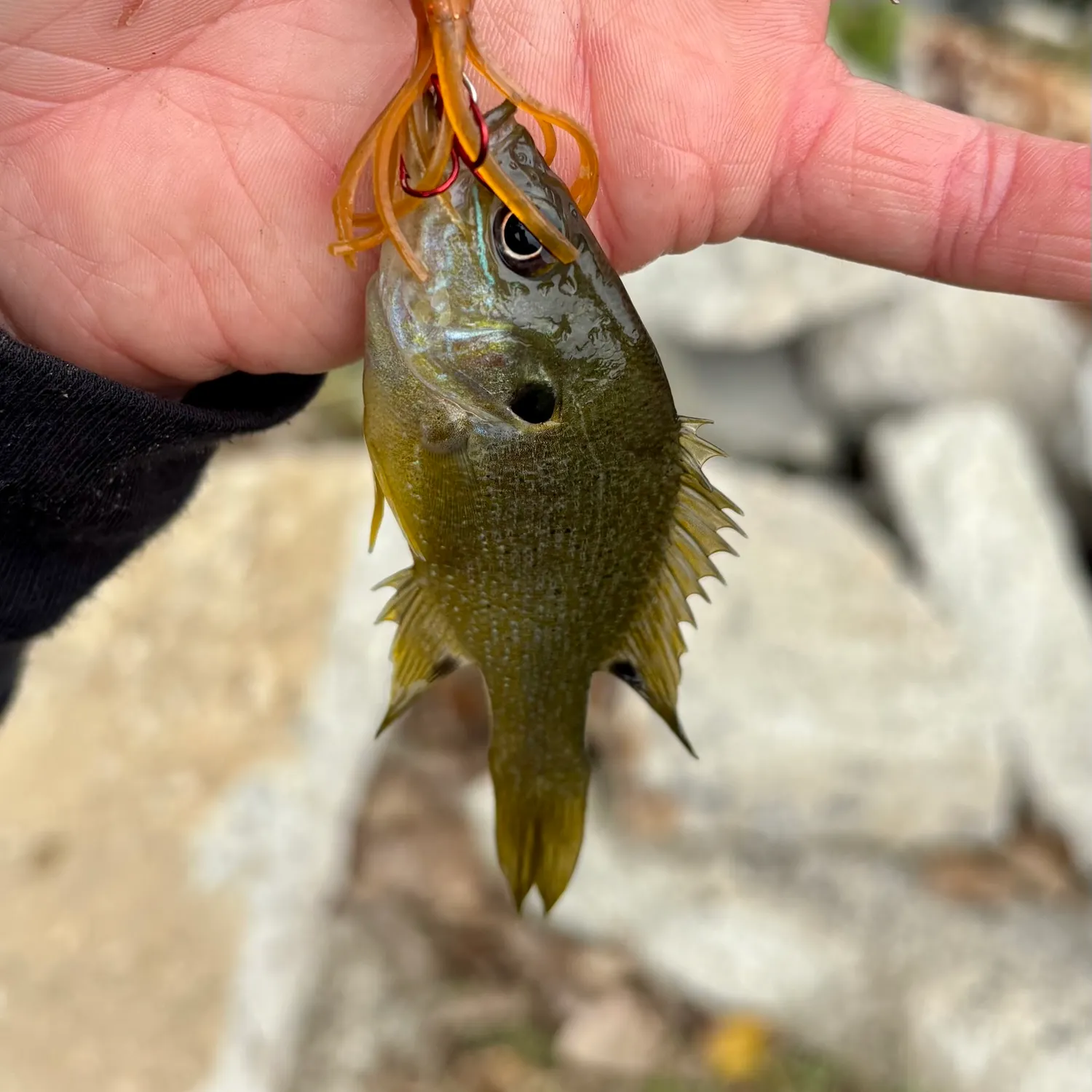 Greengill hybrid caught on Fishbrain