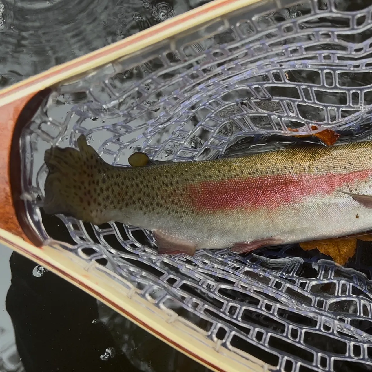 Rainbow trout caught on Fishbrain