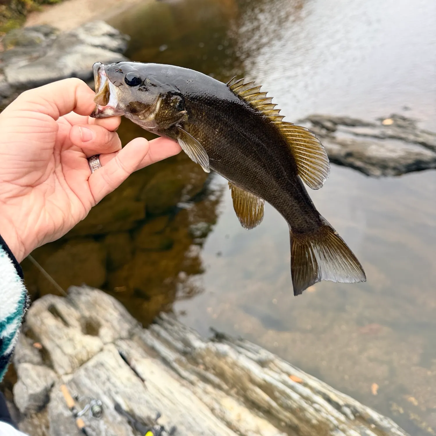 Smallmouth bass caught on Fishbrain