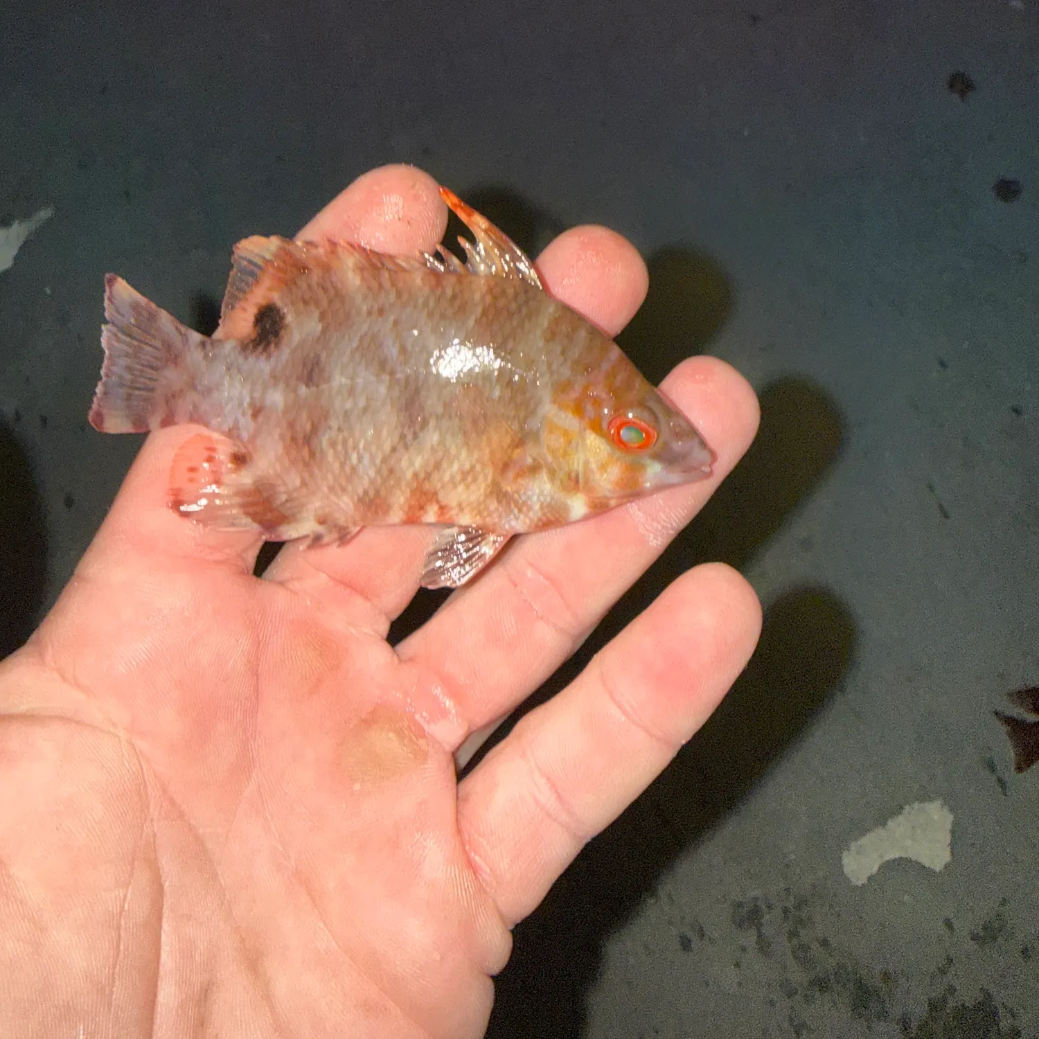 The most recent Hogfish catches on Fishbrain