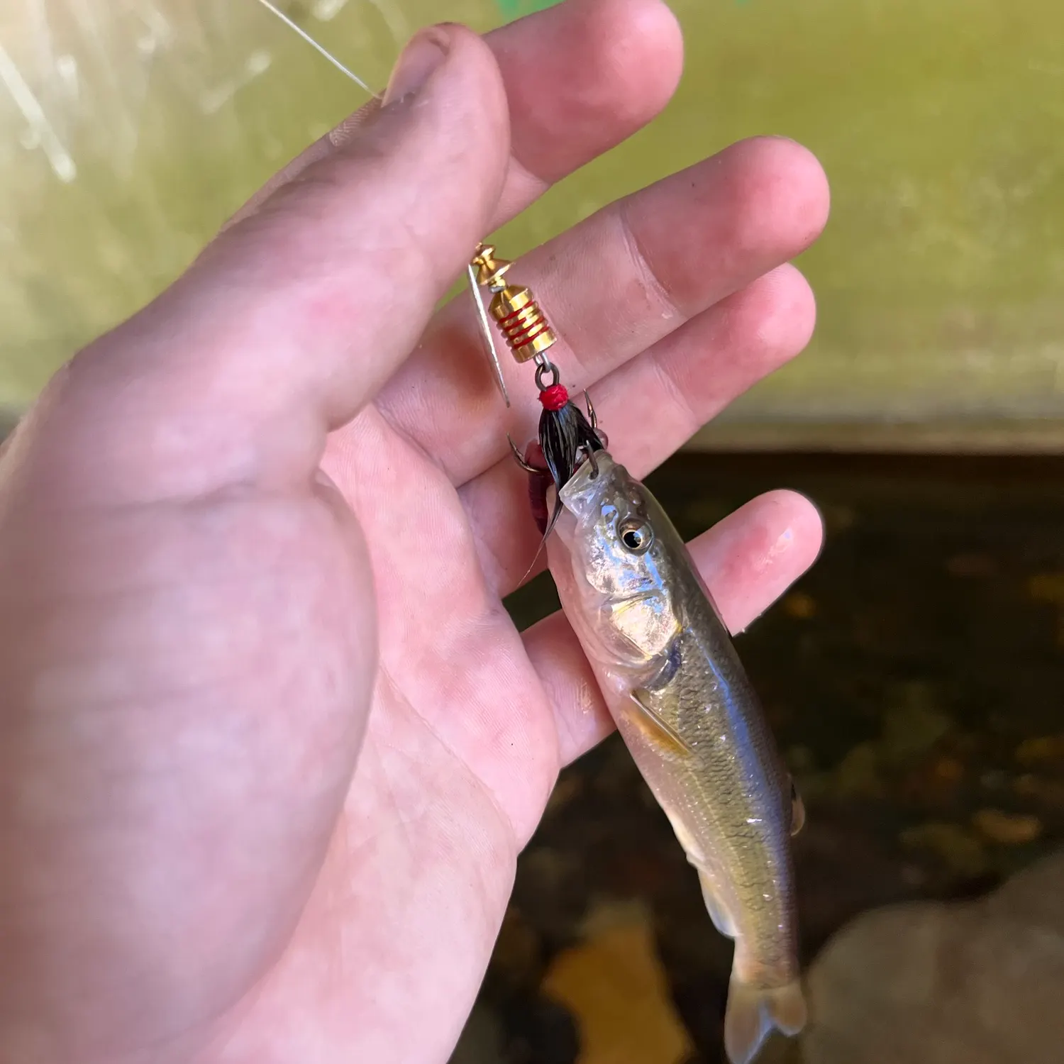 Creek chub caught on Fishbrain