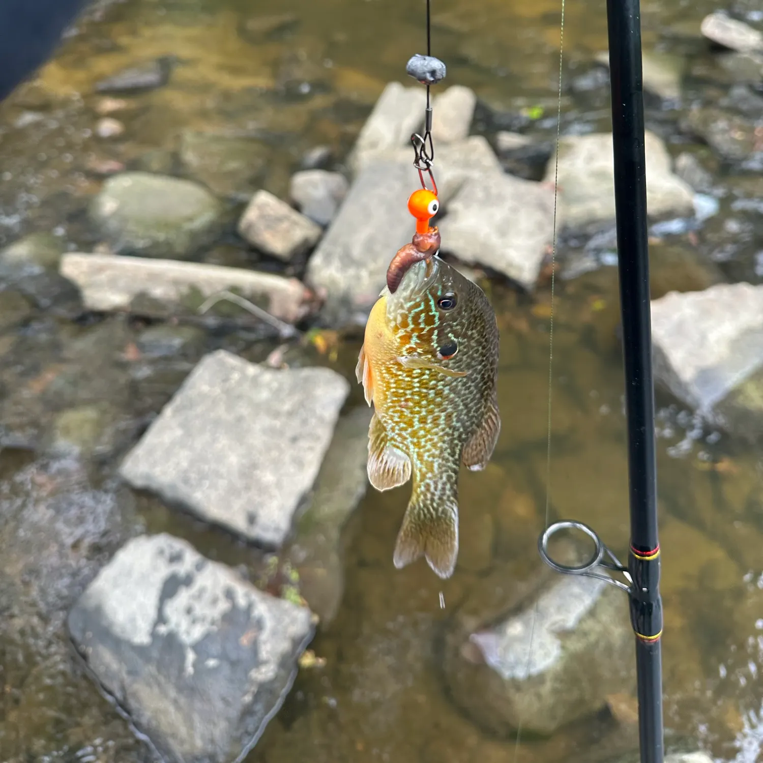Longear sunfish caught on Fishbrain