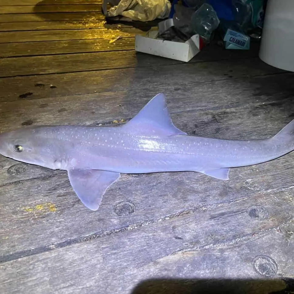 The most recent Gummy shark catches on Fishbrain