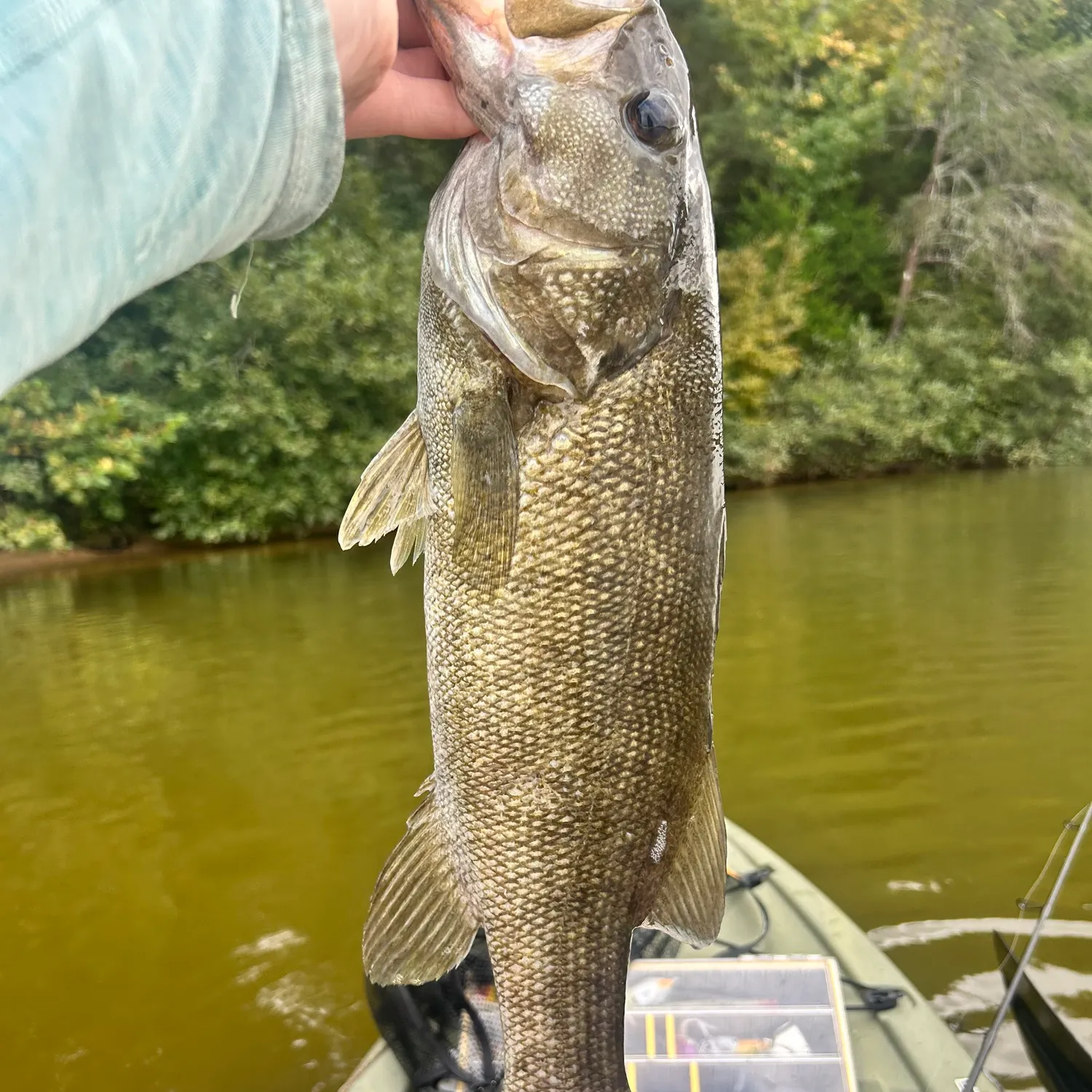 Smallmouth bass caught on Fishbrain