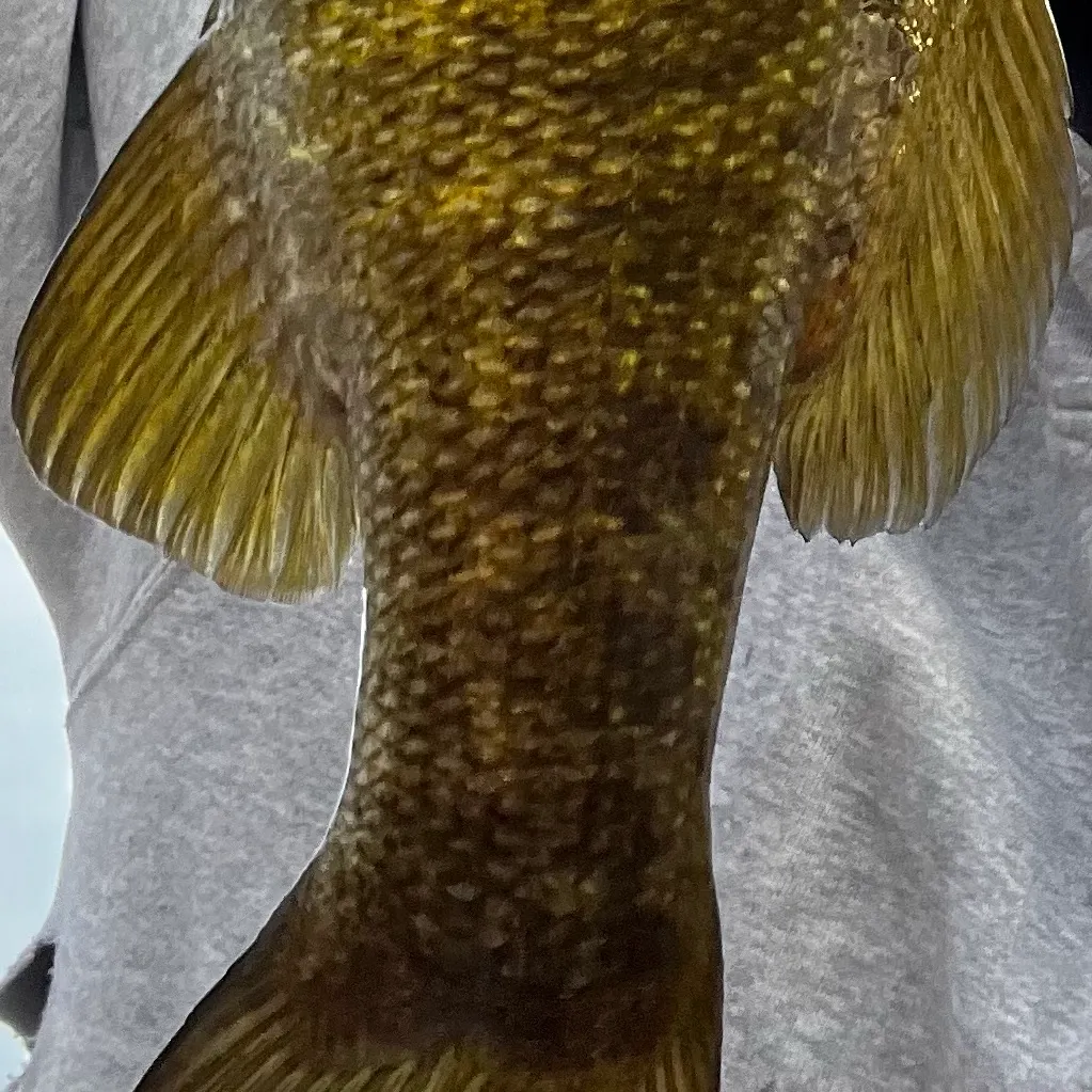 Smallmouth bass caught on Fishbrain