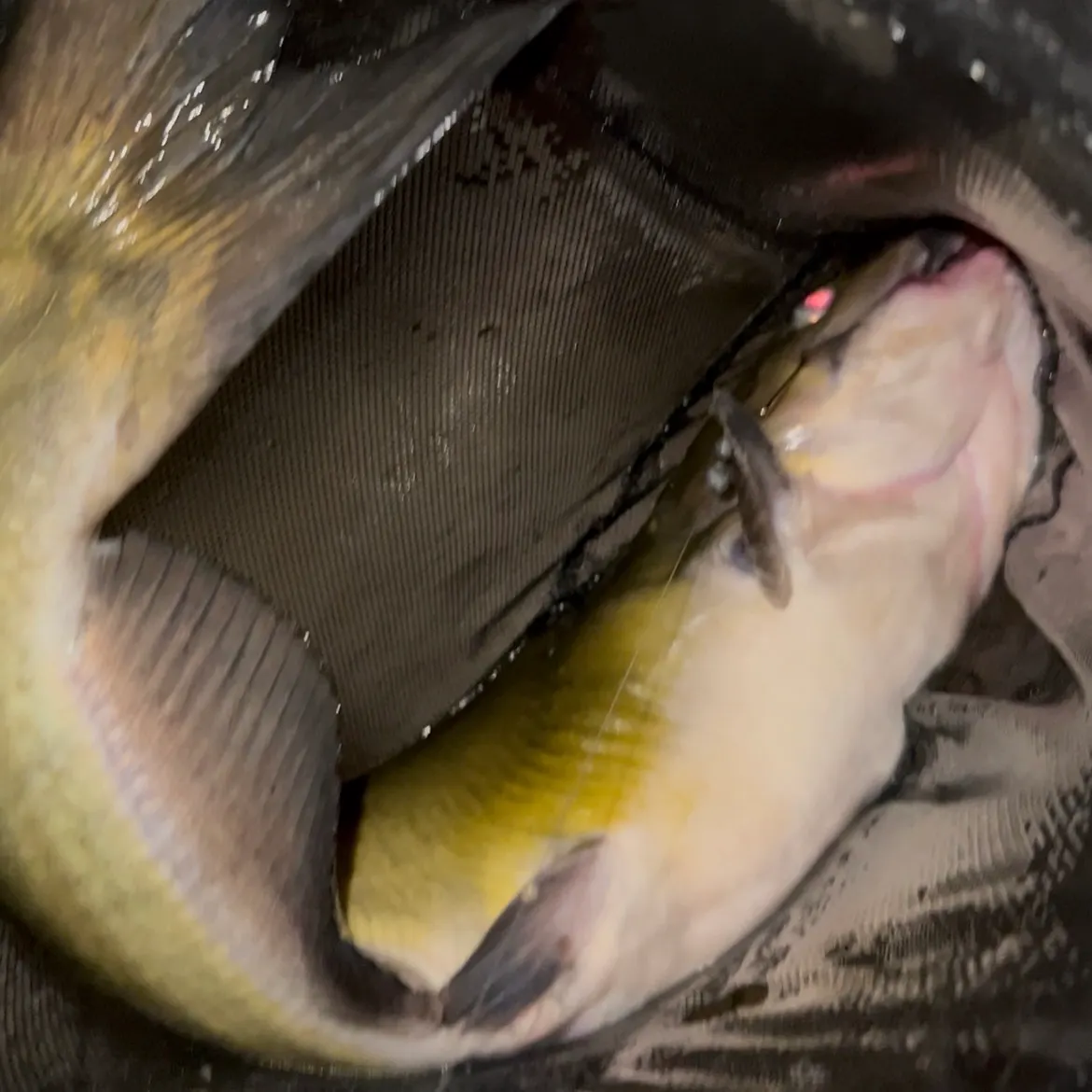 Yellow bullhead caught on Fishbrain
