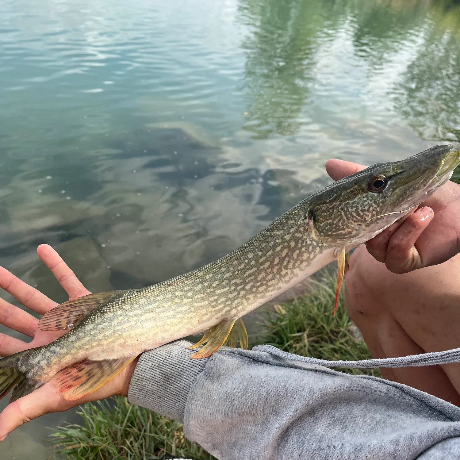 Northern pike caught on Fishbrain