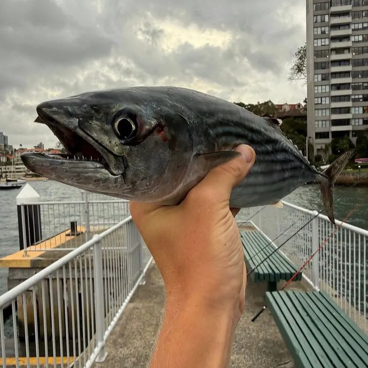 The most recent Australian bonito catches on Fishbrain