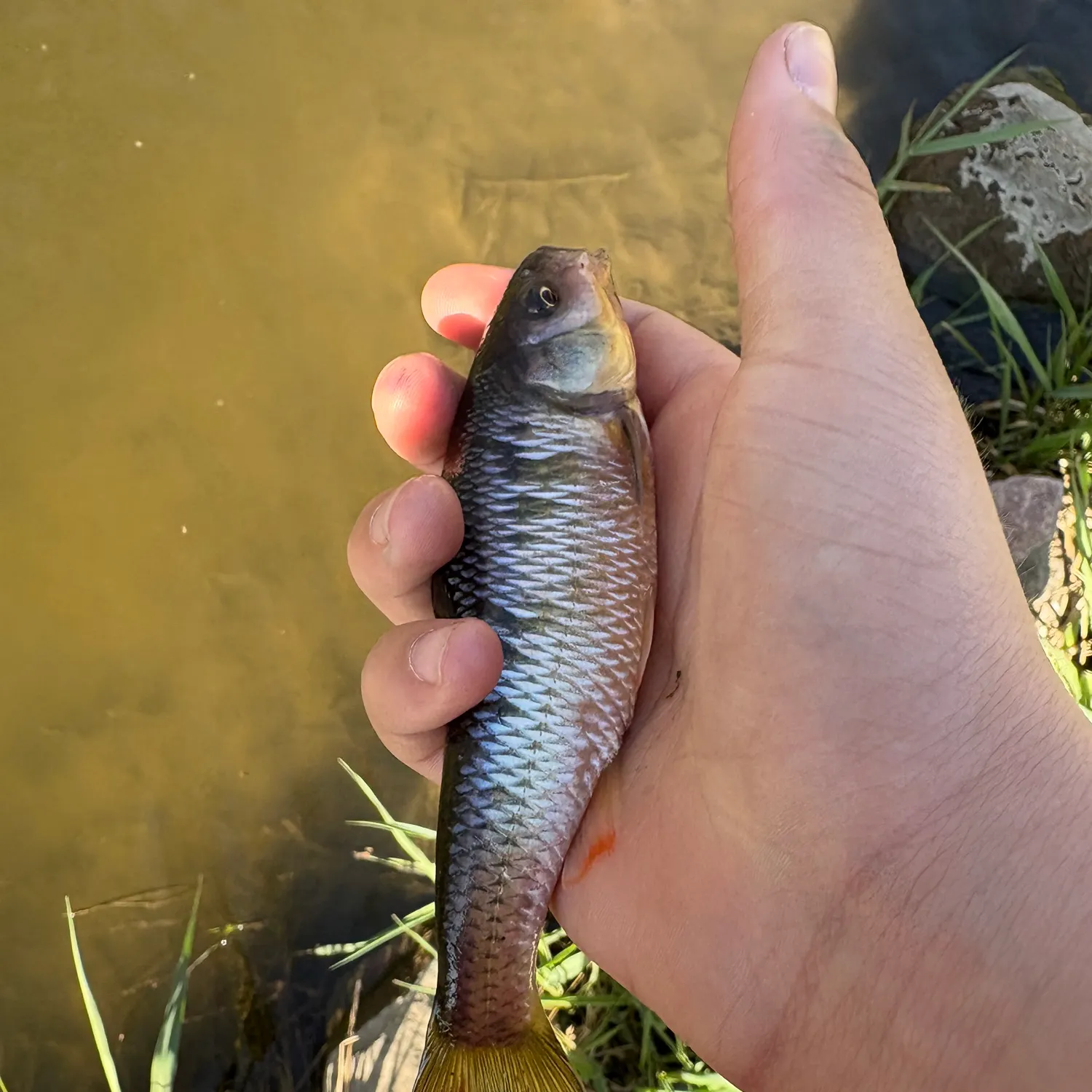 The most recent Common shiner catches on Fishbrain