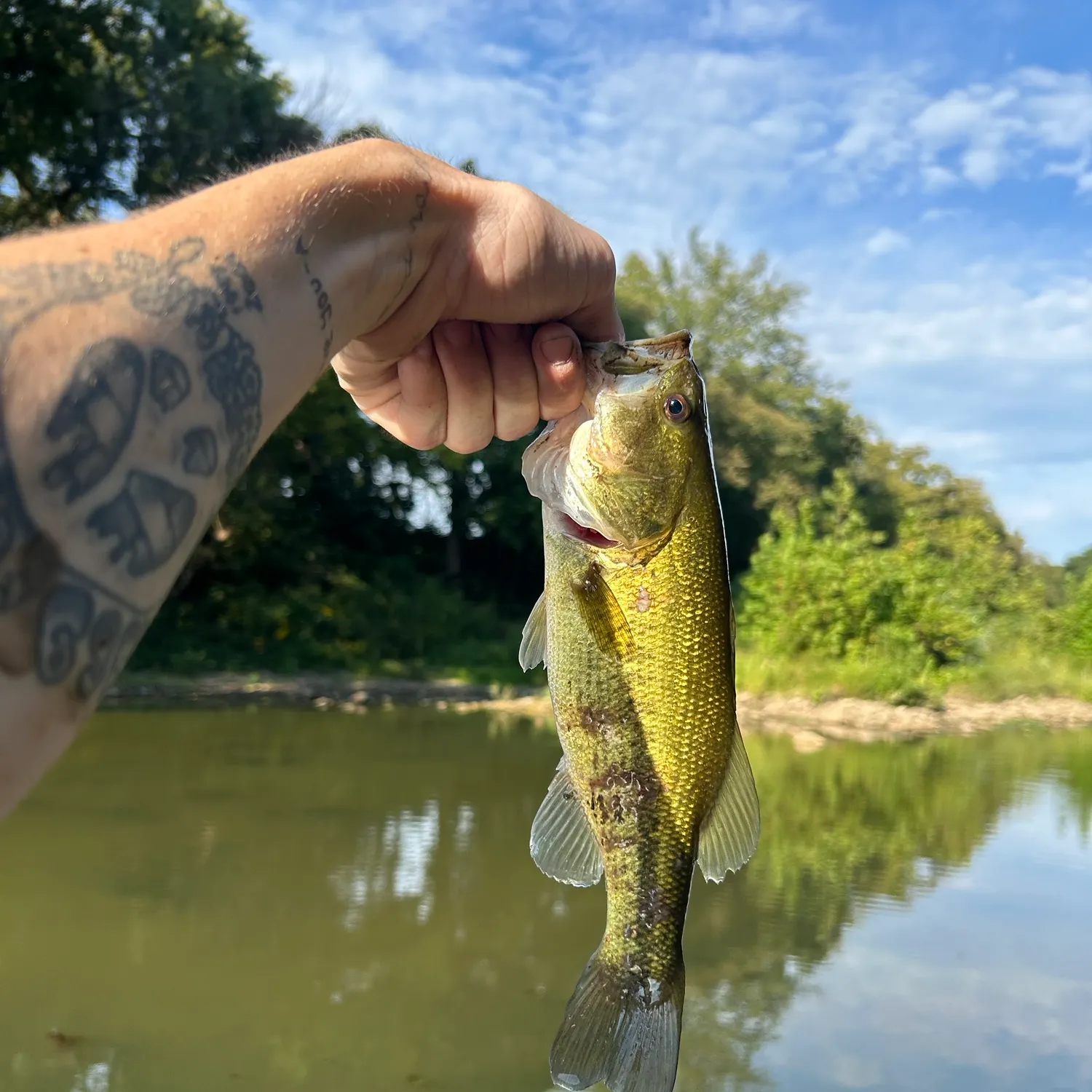Largemouth bass caught on Fishbrain