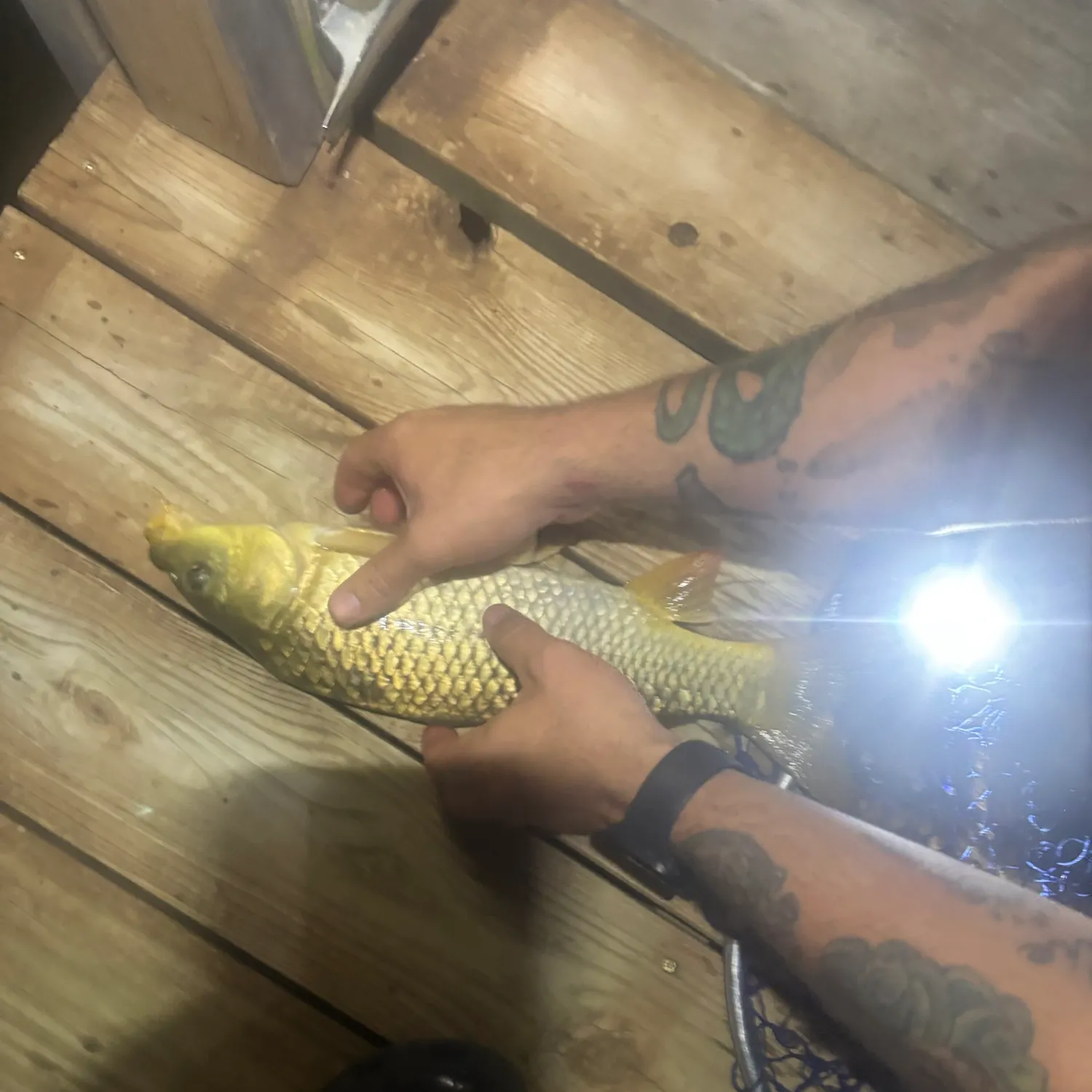 recently logged catches