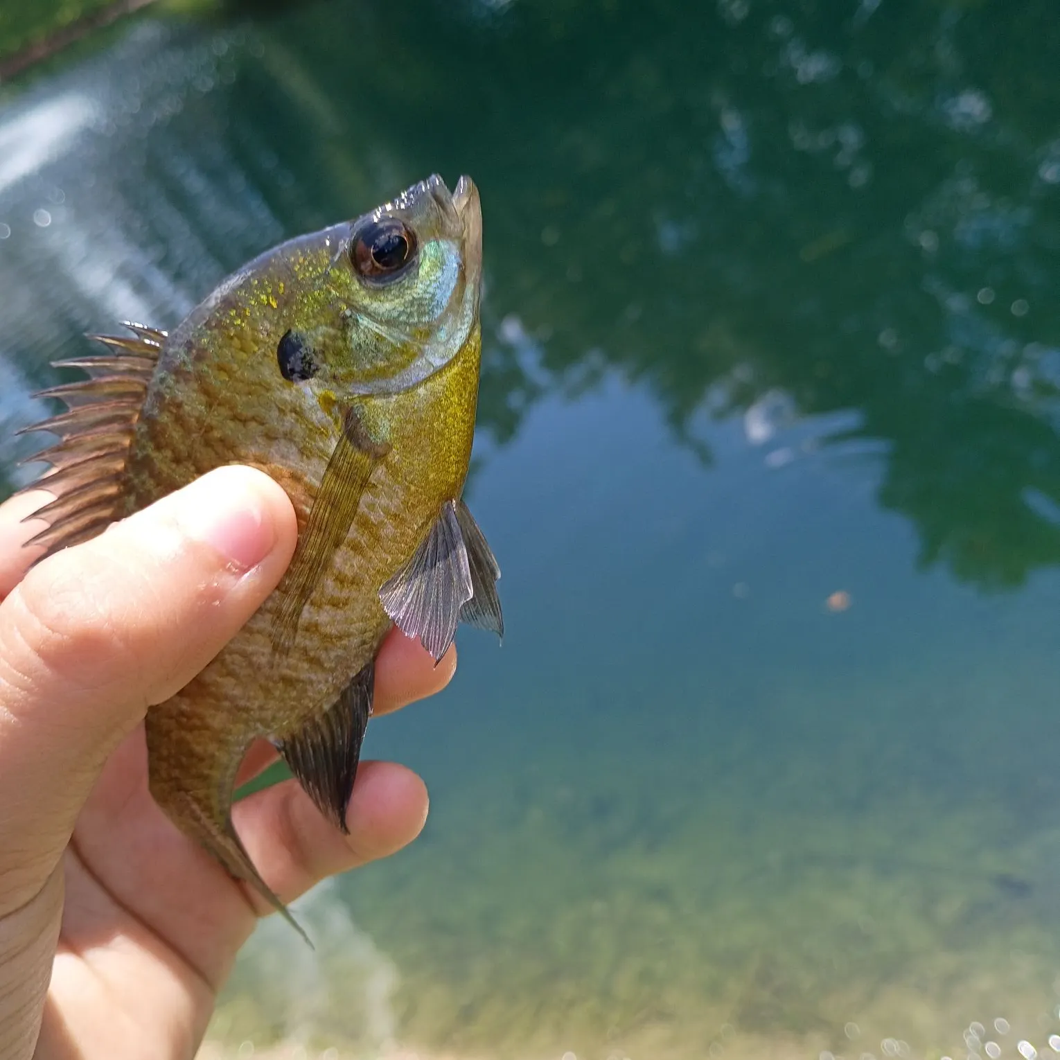 Bluegill caught on Fishbrain