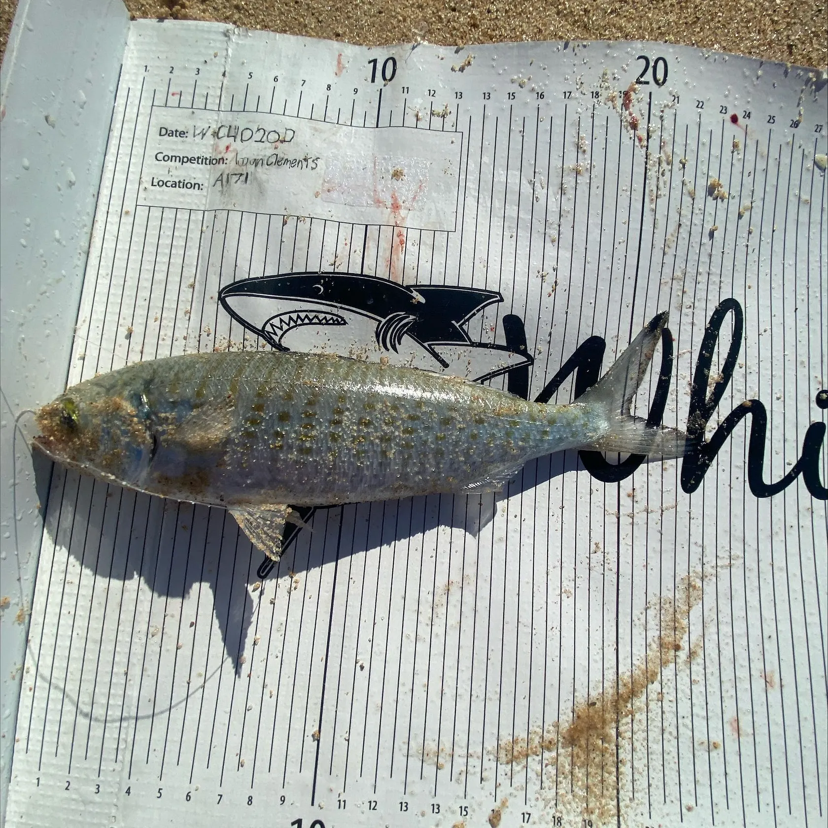 recently logged catches