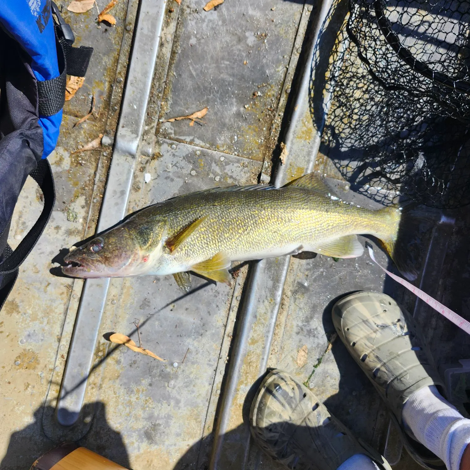 Walleye caught on Fishbrain