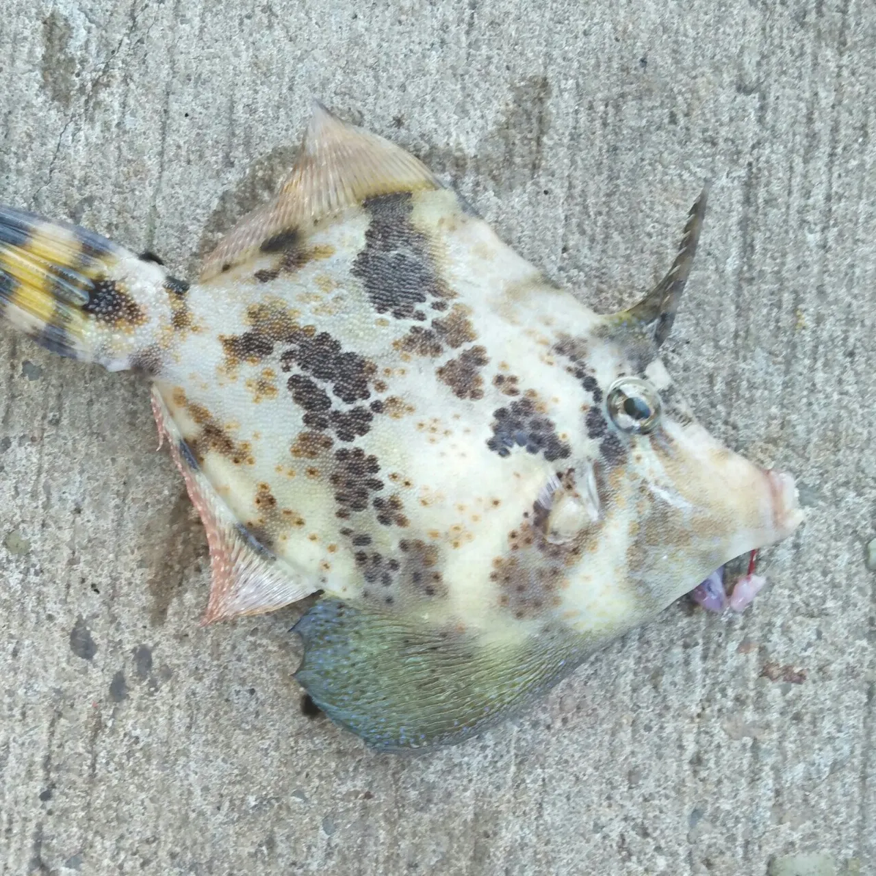 The most recent Rough triggerfish catches on Fishbrain