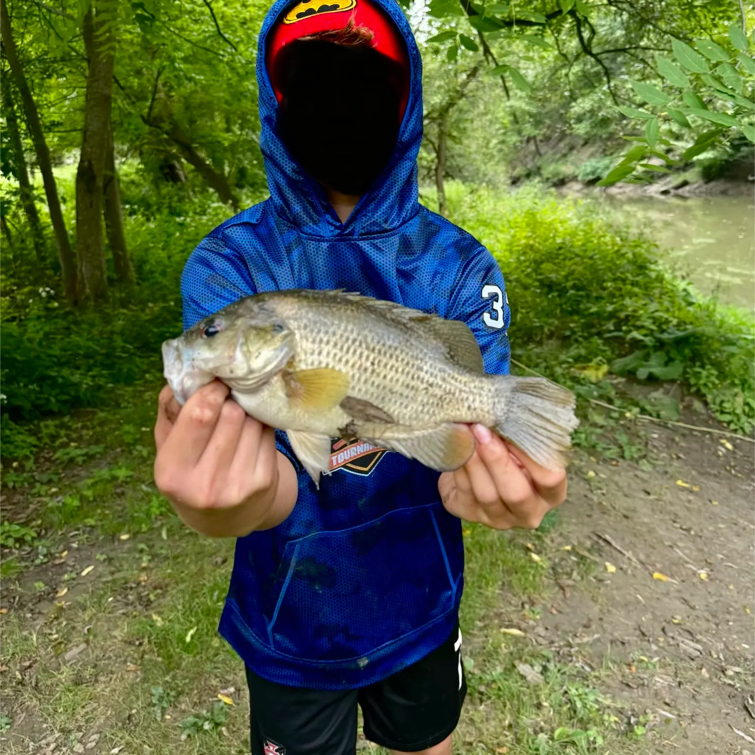 Rock bass caught on Fishbrain