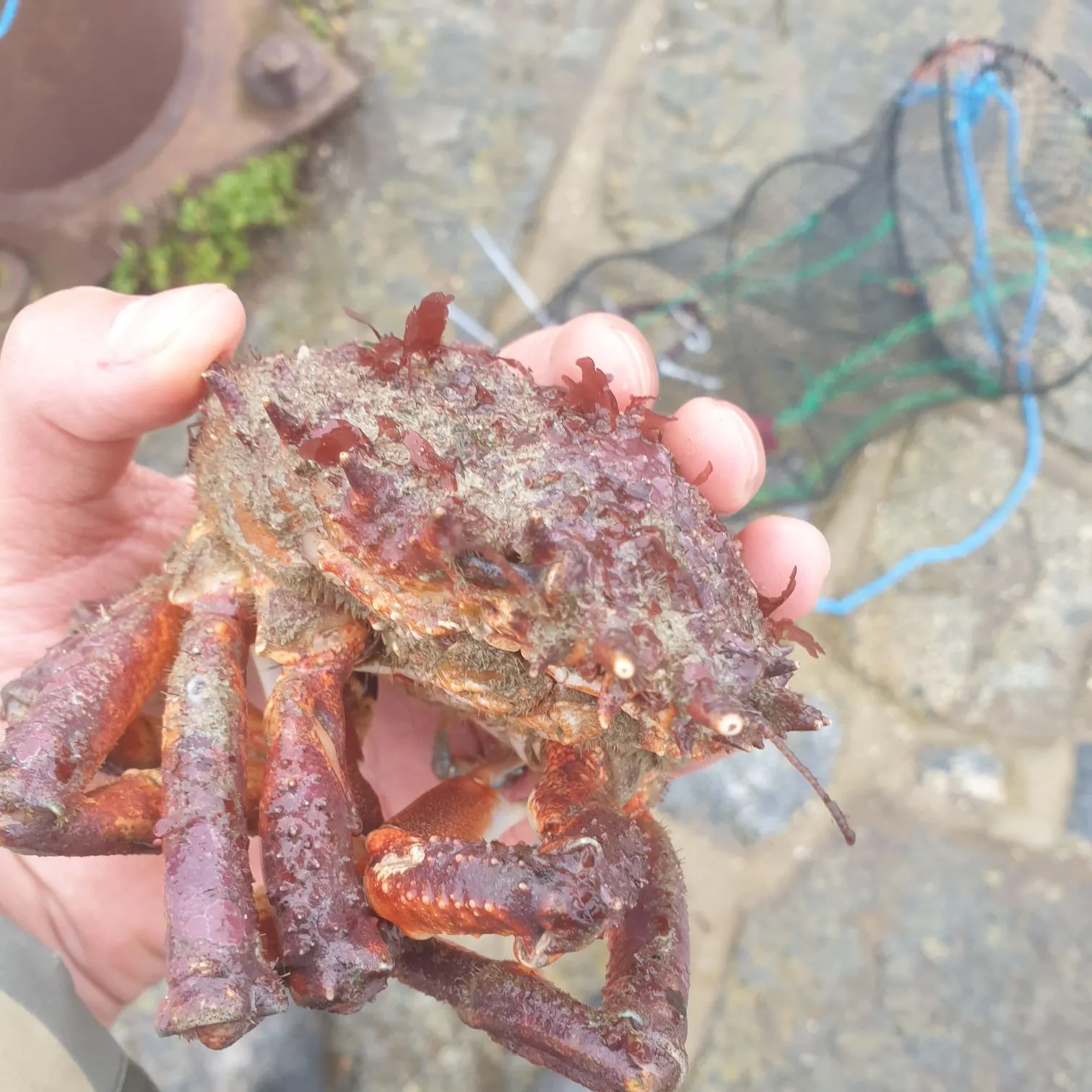 The most recent European spider crab catches on Fishbrain