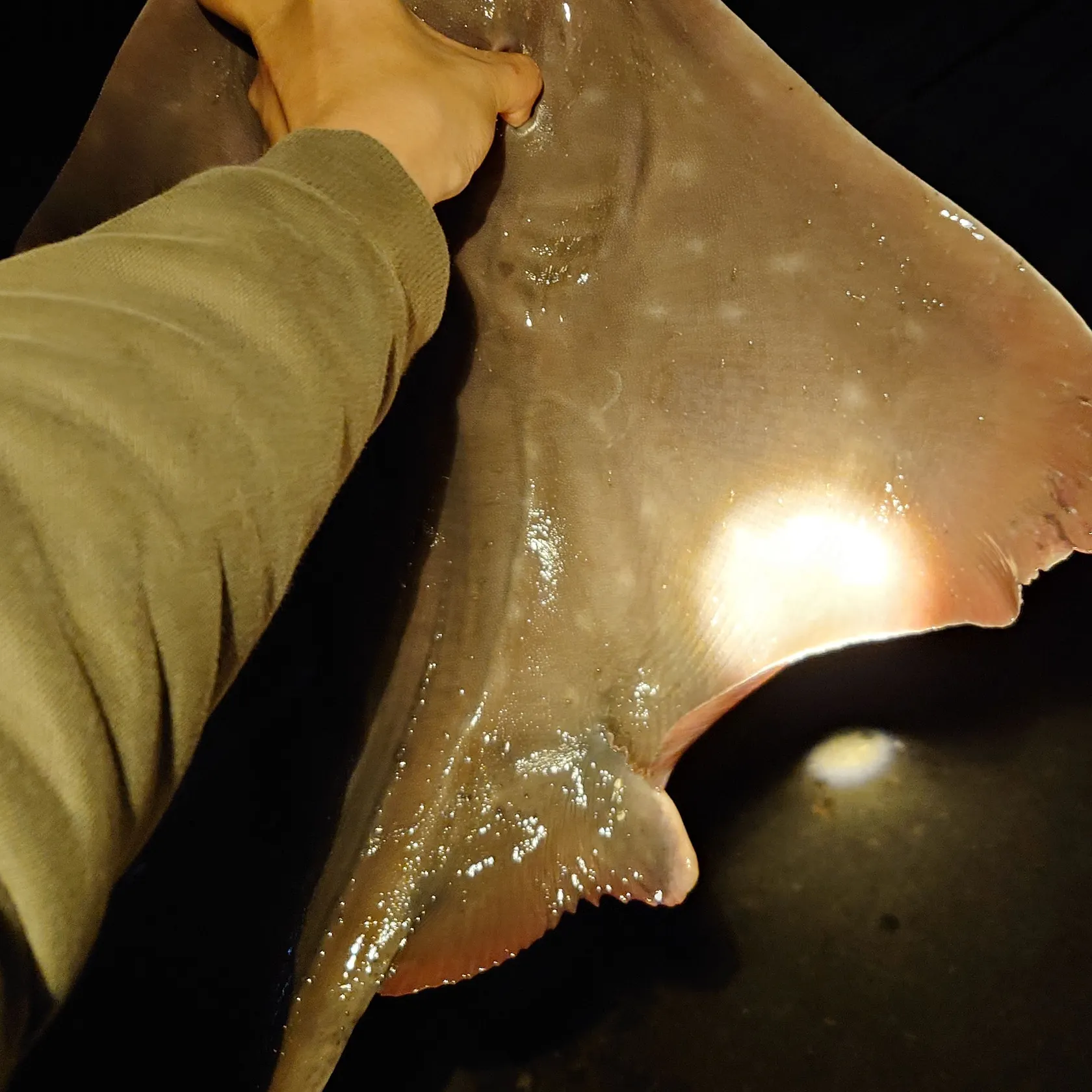 The most recent Big skate catches on Fishbrain