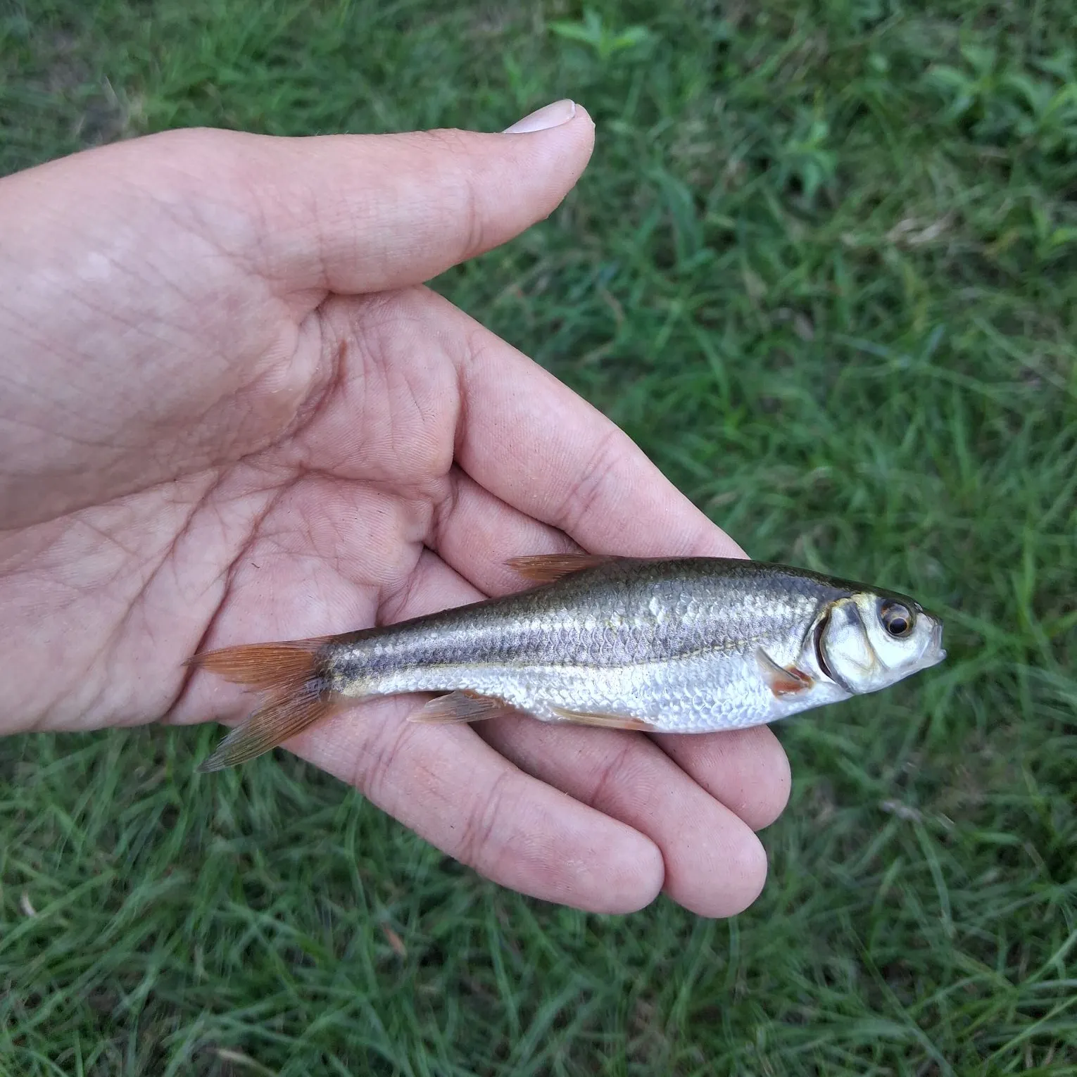 The most recent Vairone catches on Fishbrain