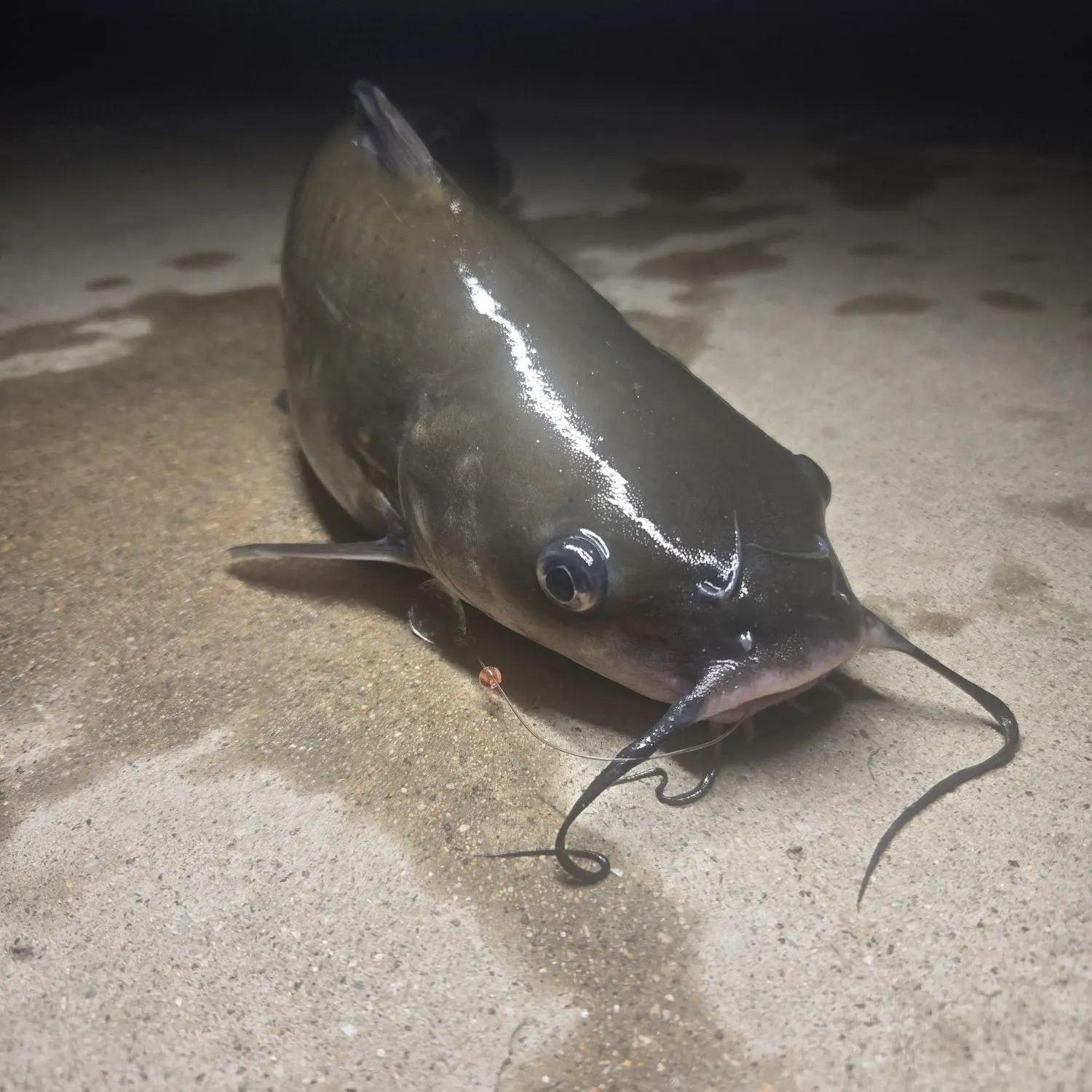 Channel catfish caught on Fishbrain