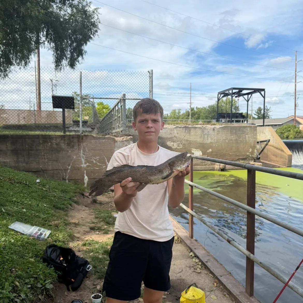 Eyetail bowfin caught on Fishbrain