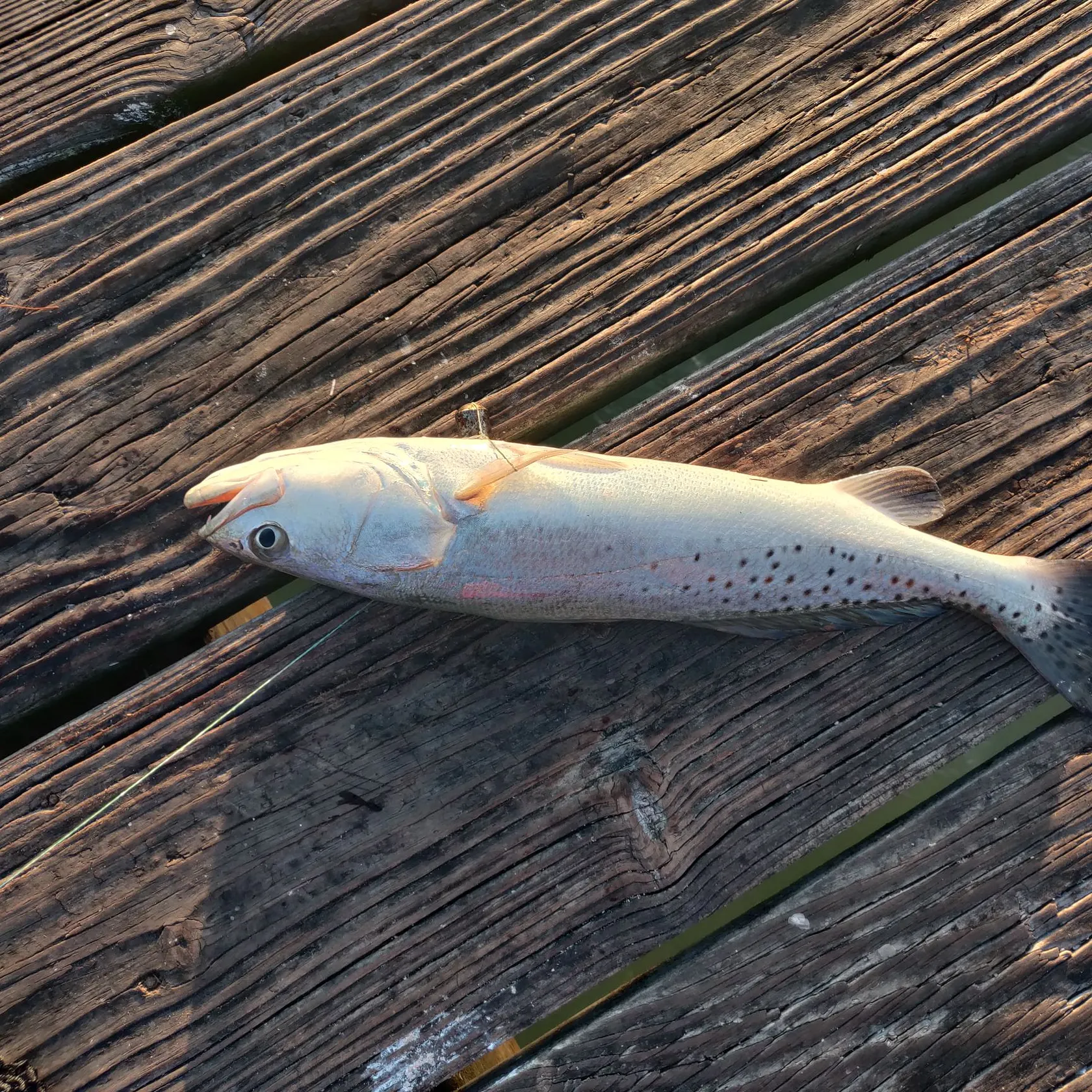 The most recent Spotted seatrout catches on Fishbrain
