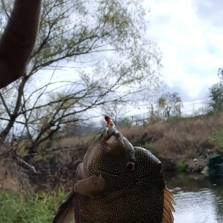 The most recent Rio Grande cichlid catches on Fishbrain