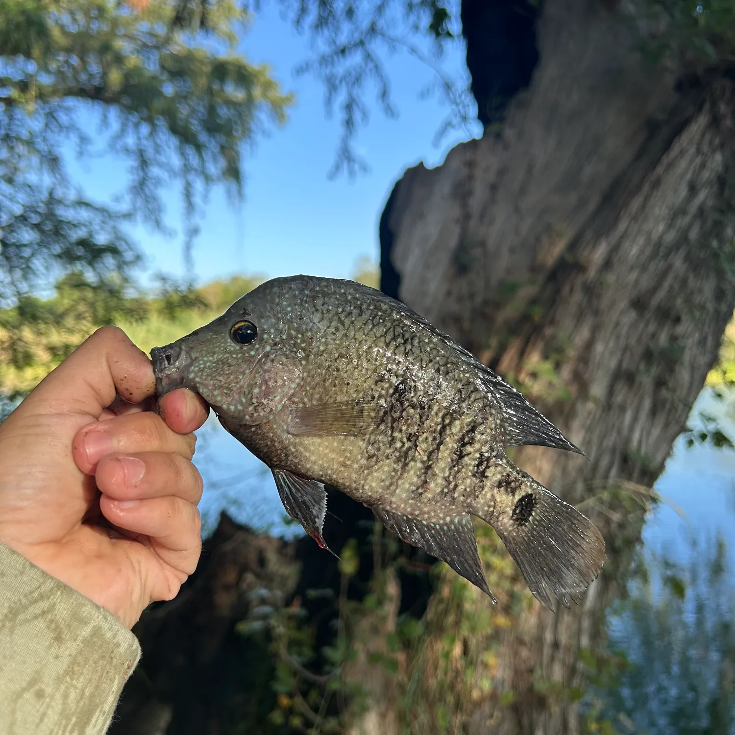 Rio Grande cichlid caught on Fishbrain