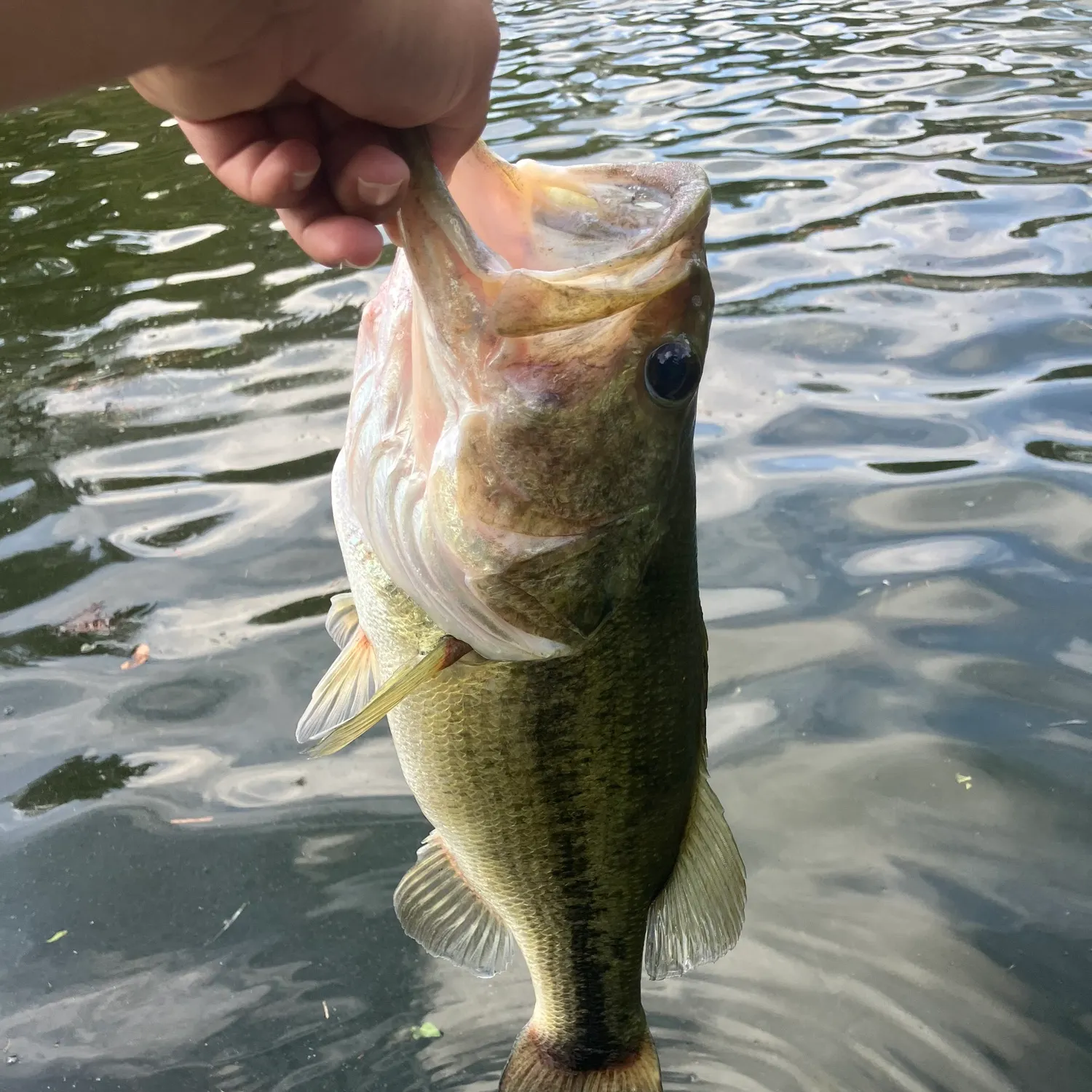 Largemouth bass caught on Fishbrain