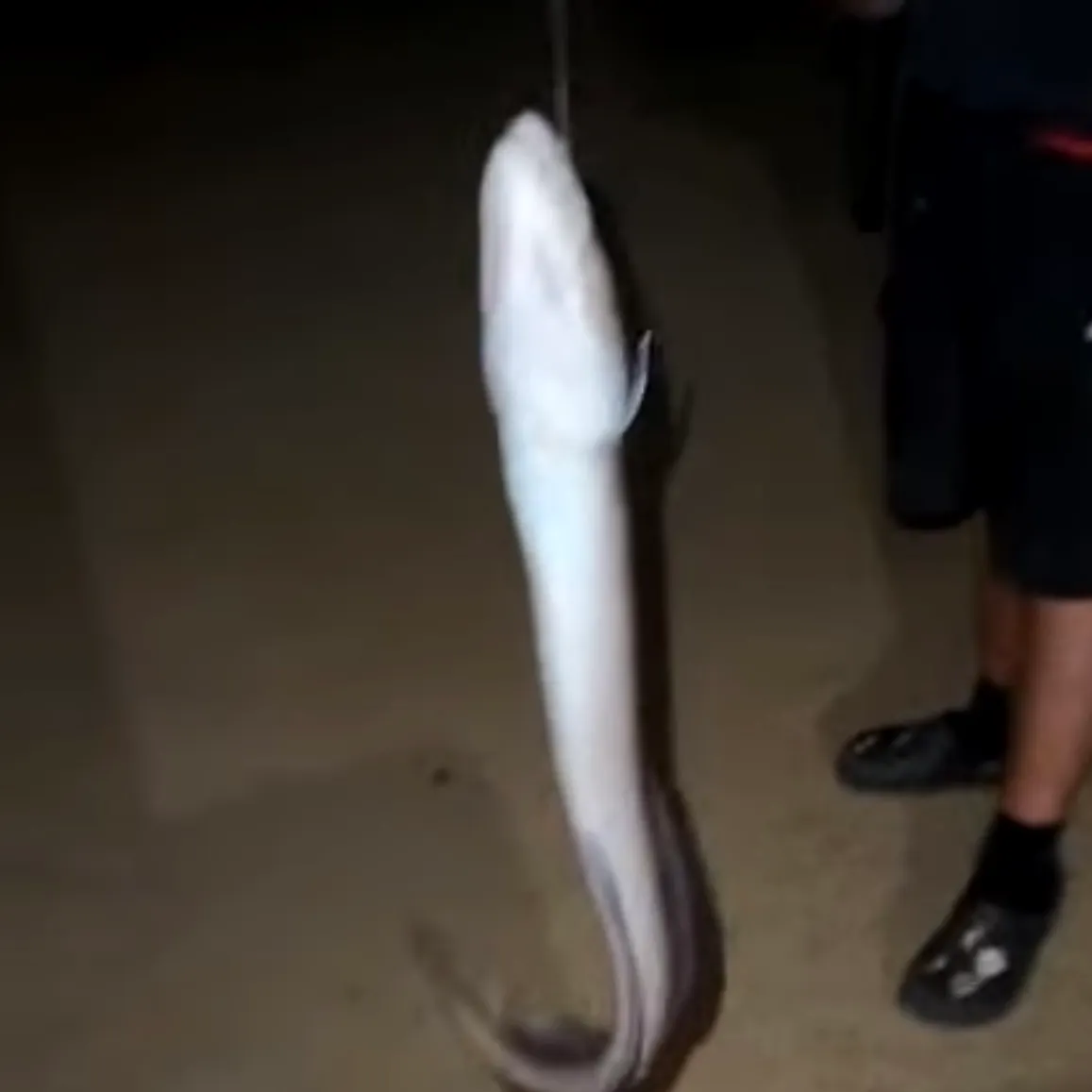The most recent European conger catches on Fishbrain