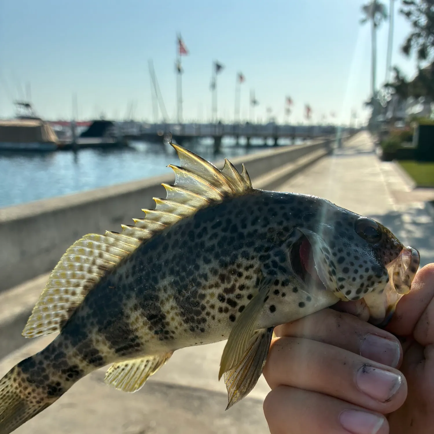 catch