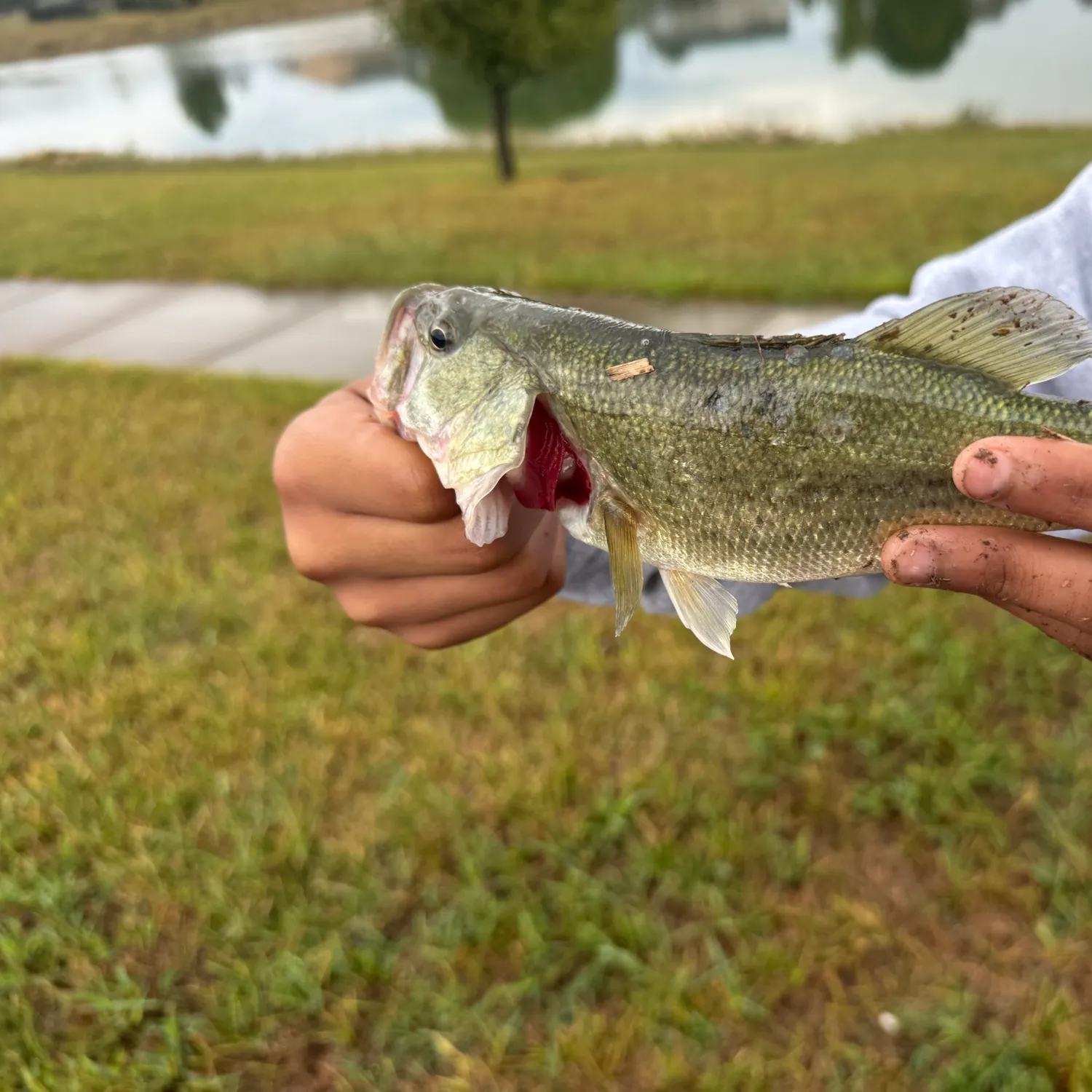 Fish caught on Fishbrain