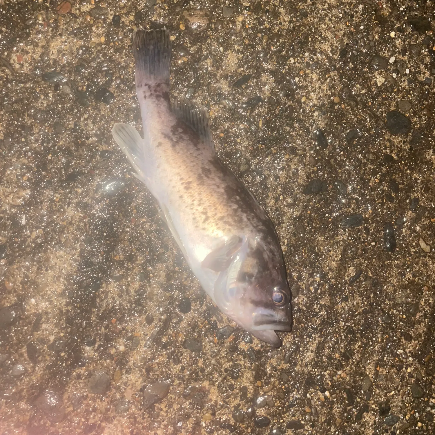 The most recent Japanese white seaperch catches on Fishbrain