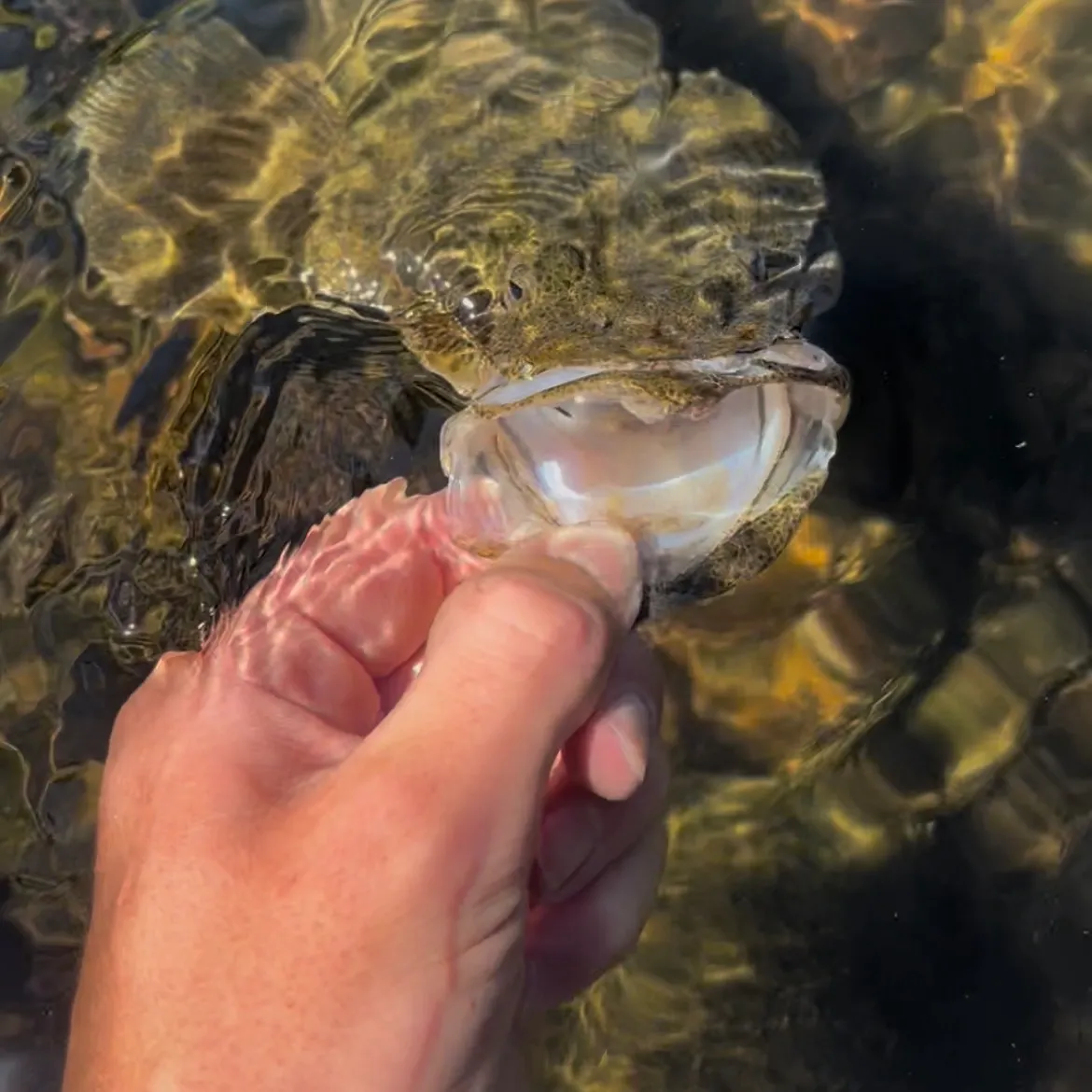 Dusky flathead caught on Fishbrain