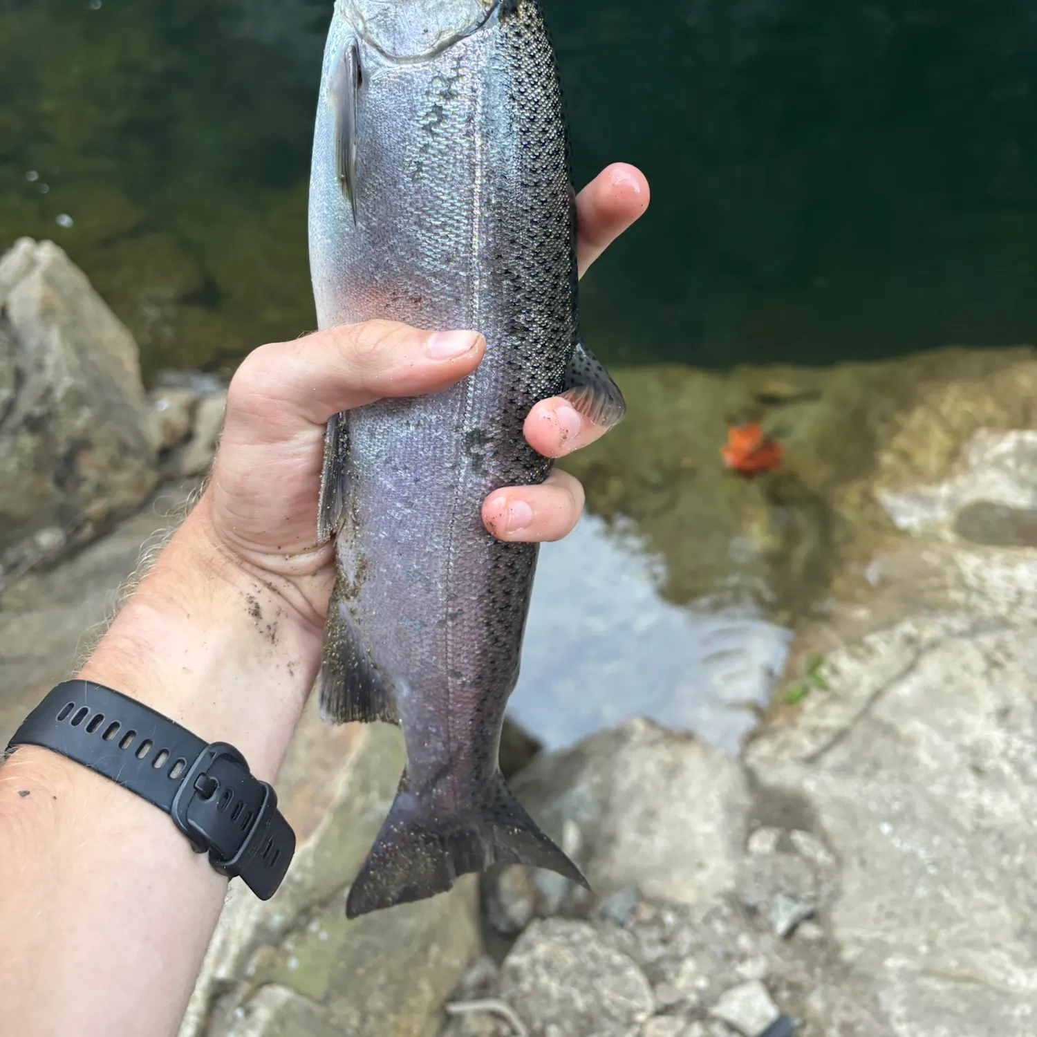 Coho salmon caught on Fishbrain