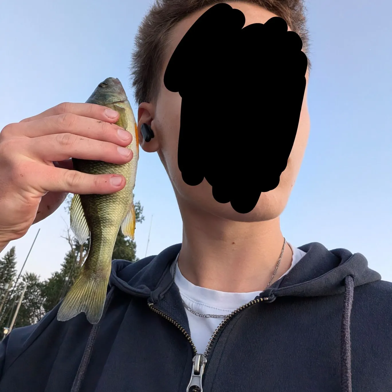 Yellow perch caught on Fishbrain
