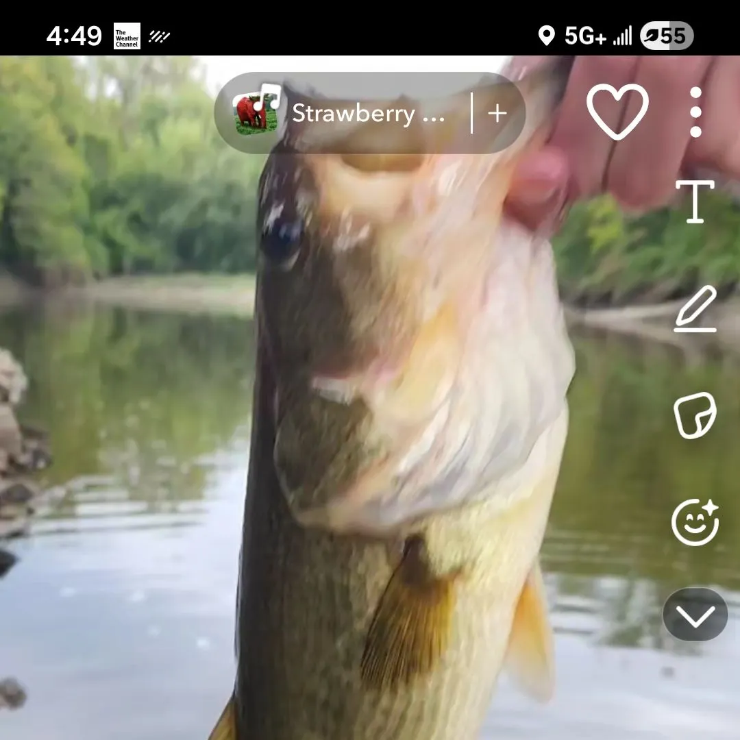Largemouth bass caught on Fishbrain
