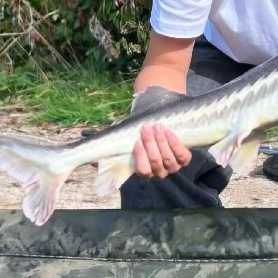Starry sturgeon caught on Fishbrain
