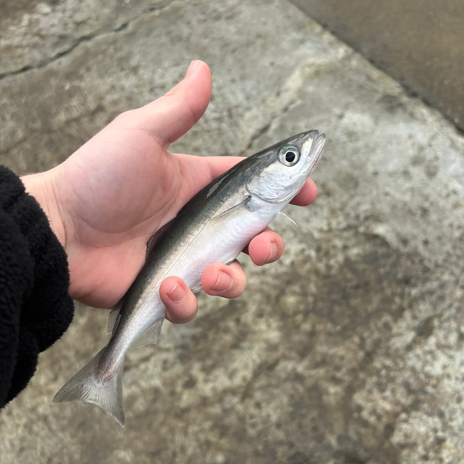 The most recent Atlantic pollock catches on Fishbrain