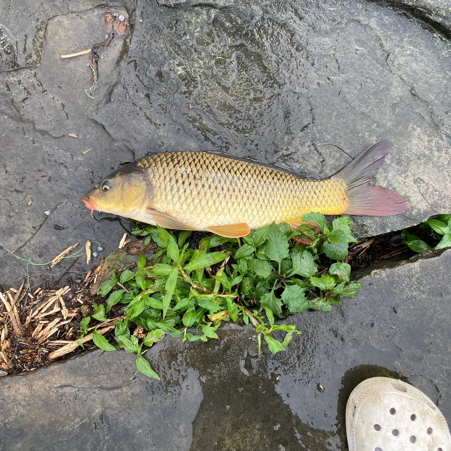 The most recent Common carp catches on Fishbrain