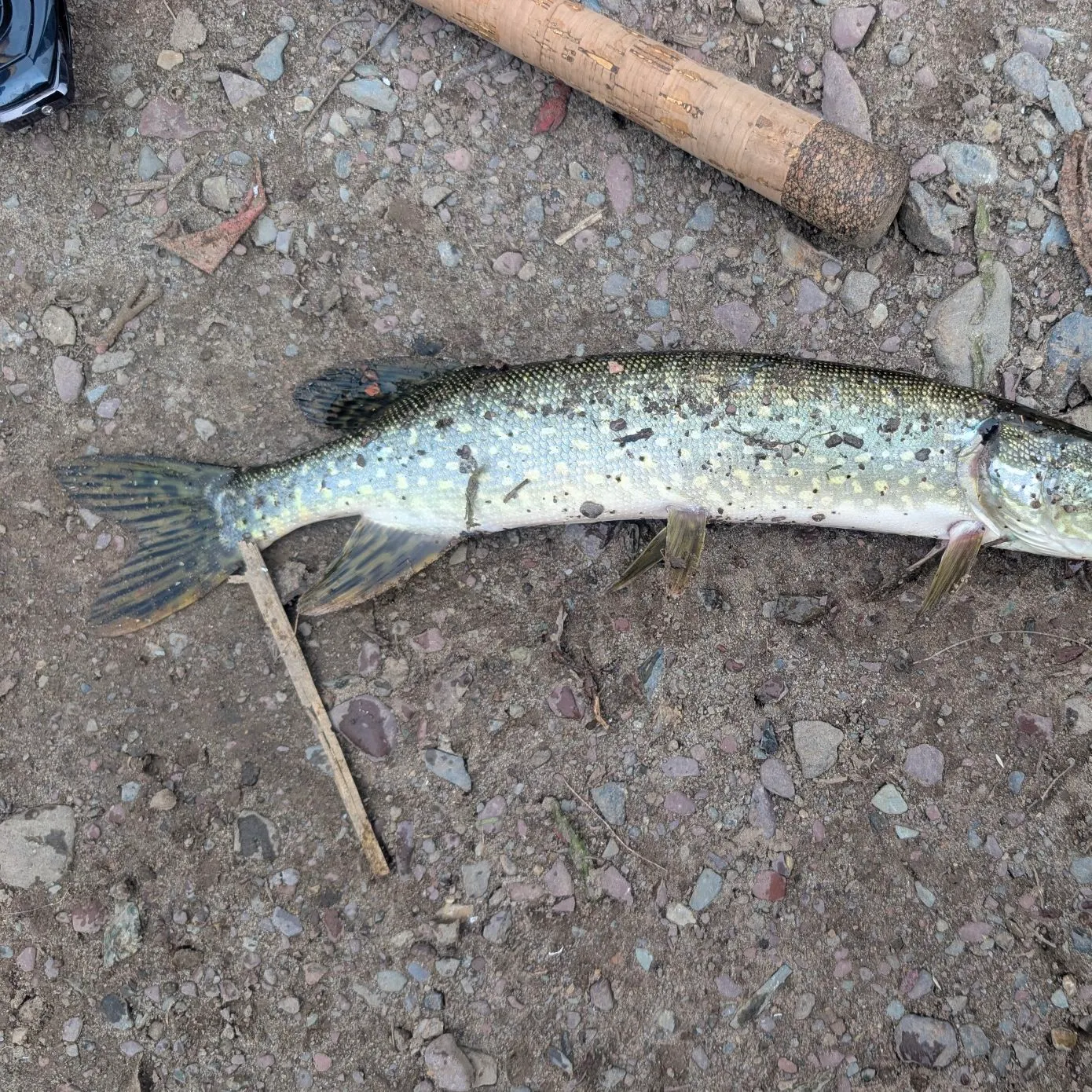 Northern pike caught on Fishbrain