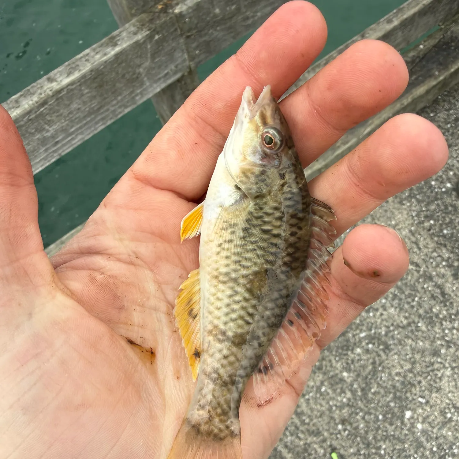The most recent Banded wrasse catches on Fishbrain