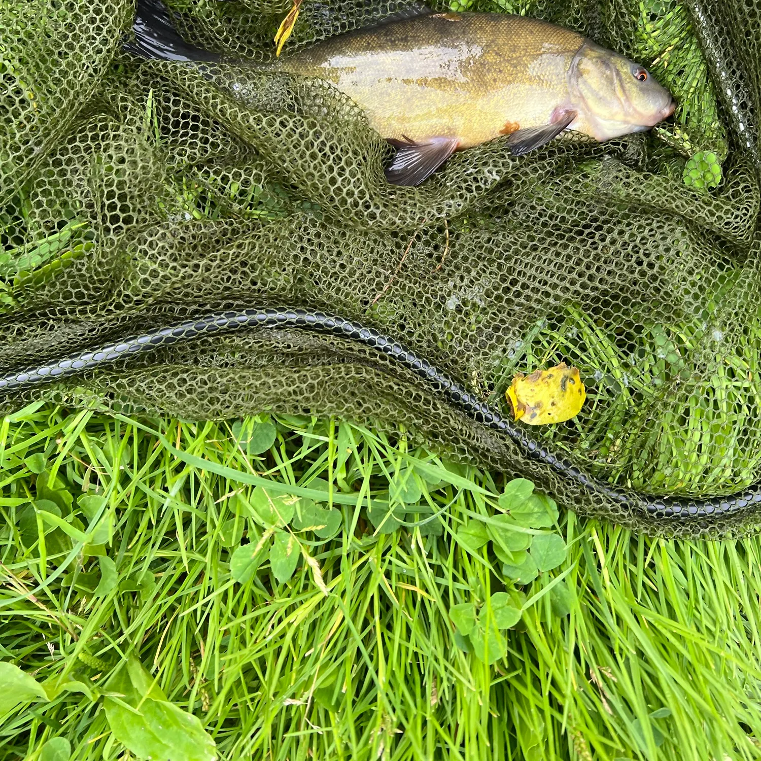 Tench caught on Fishbrain