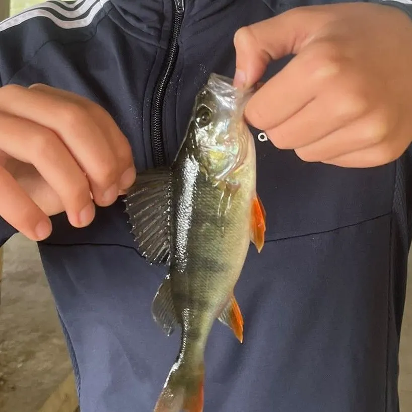 European perch caught on Fishbrain