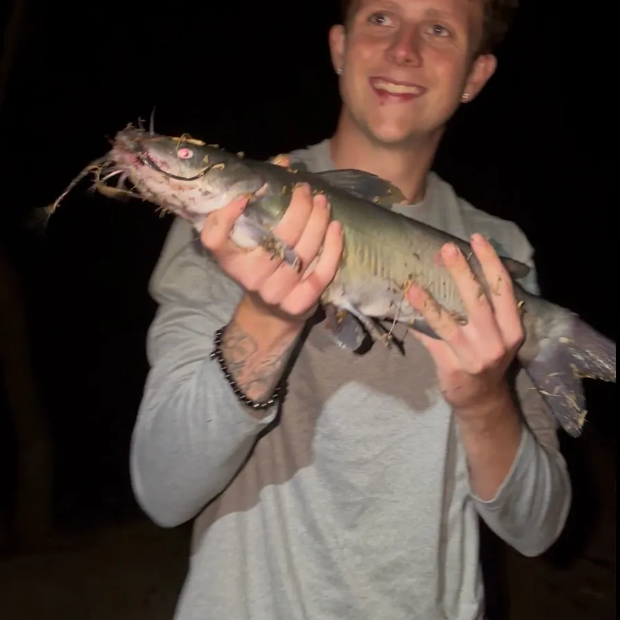 Channel catfish caught on Fishbrain