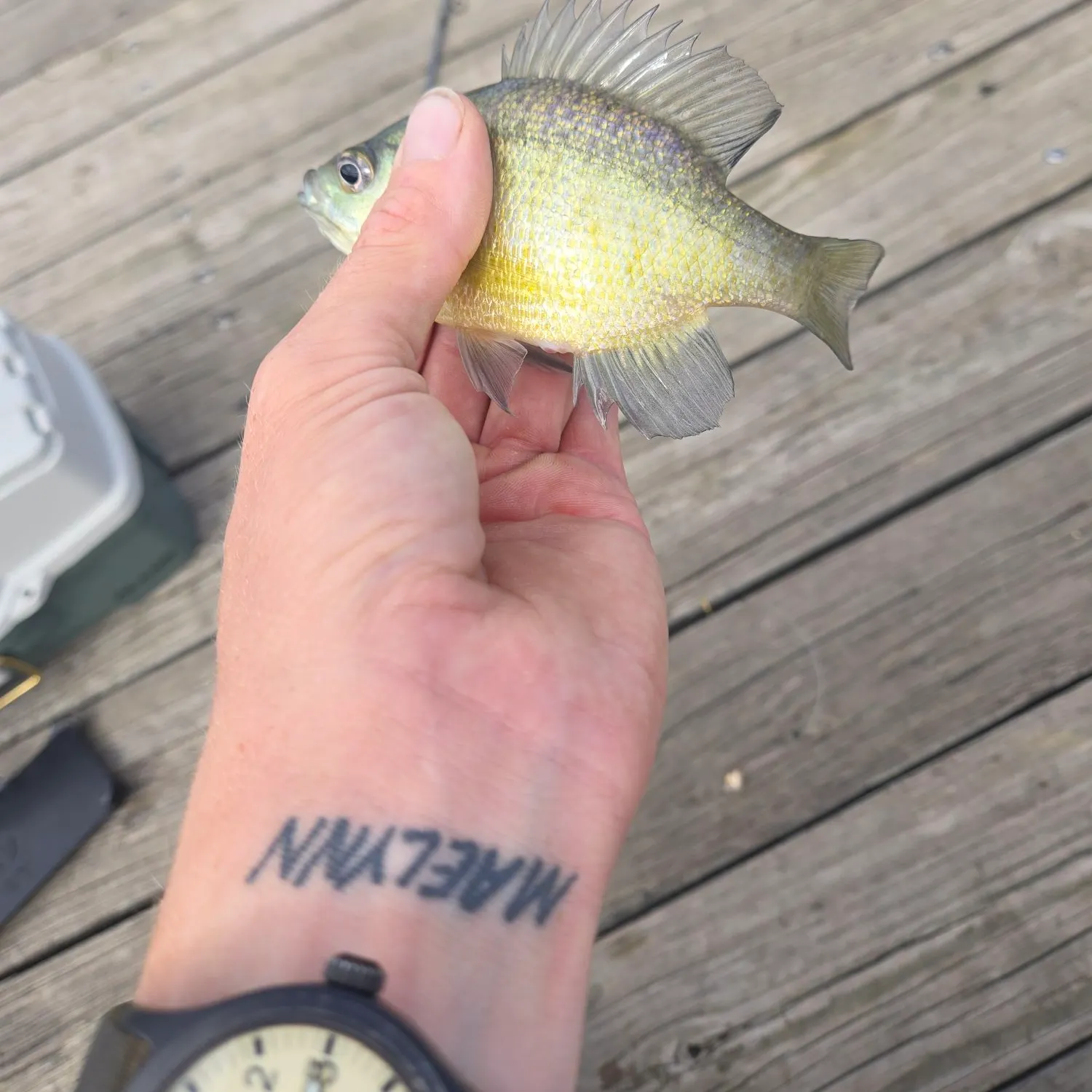Bluegill caught on Fishbrain