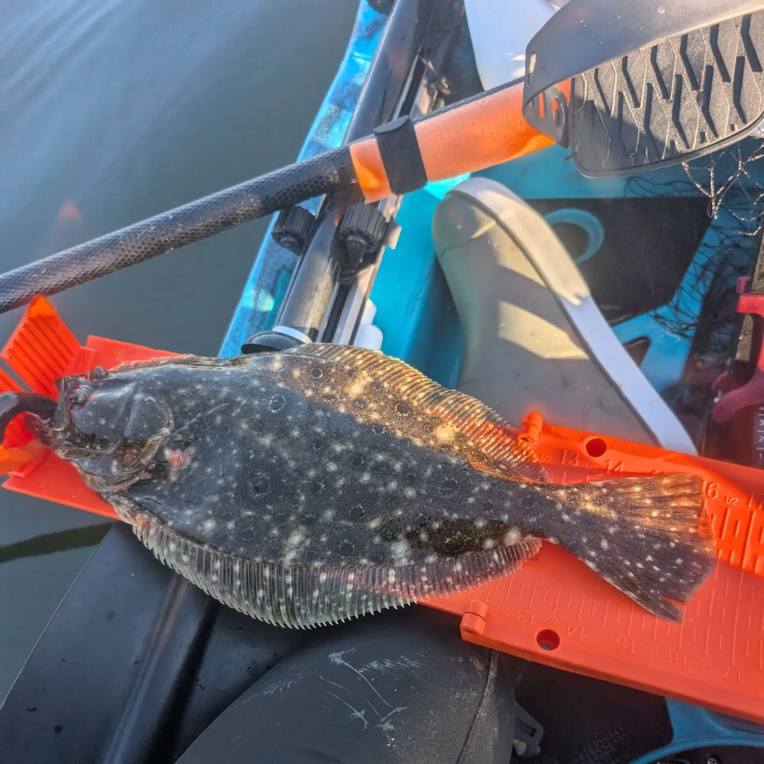 Summer flounder caught on Fishbrain