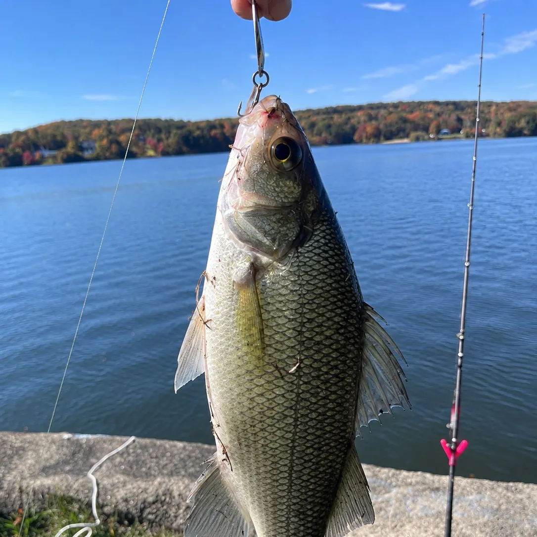 White perch caught on Fishbrain